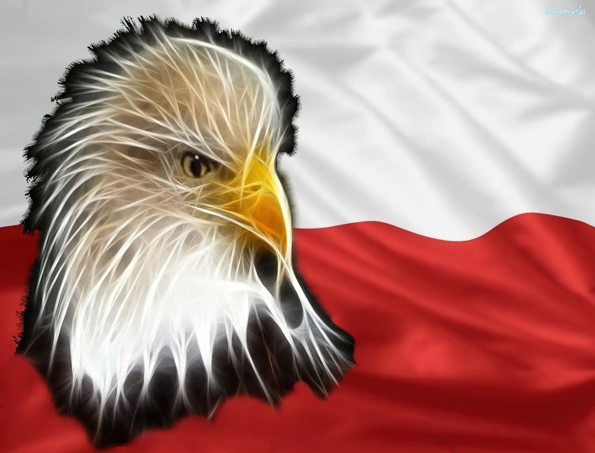 Bielik amerykański, Polska, Barwy Narodowe