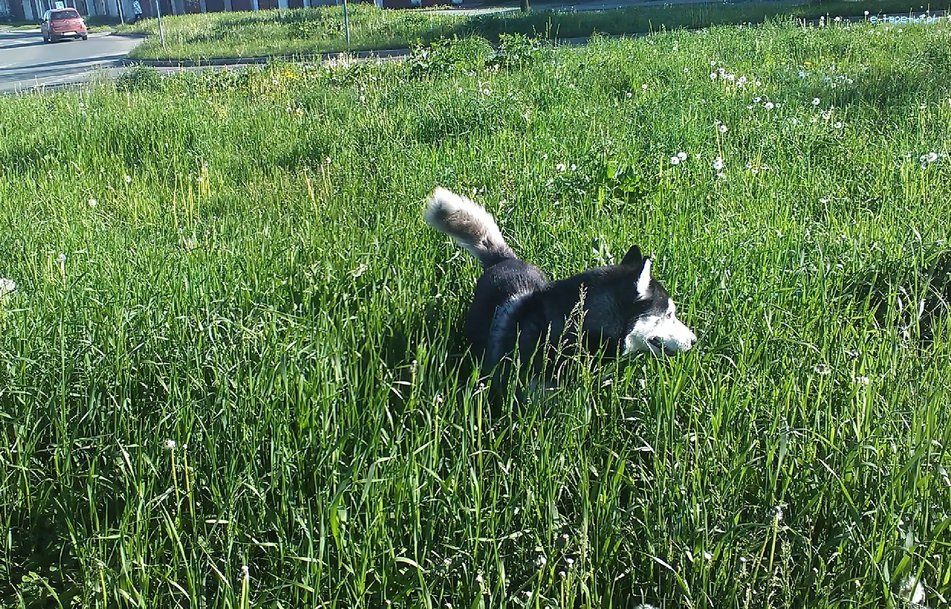 Trawa, Husky, Pies