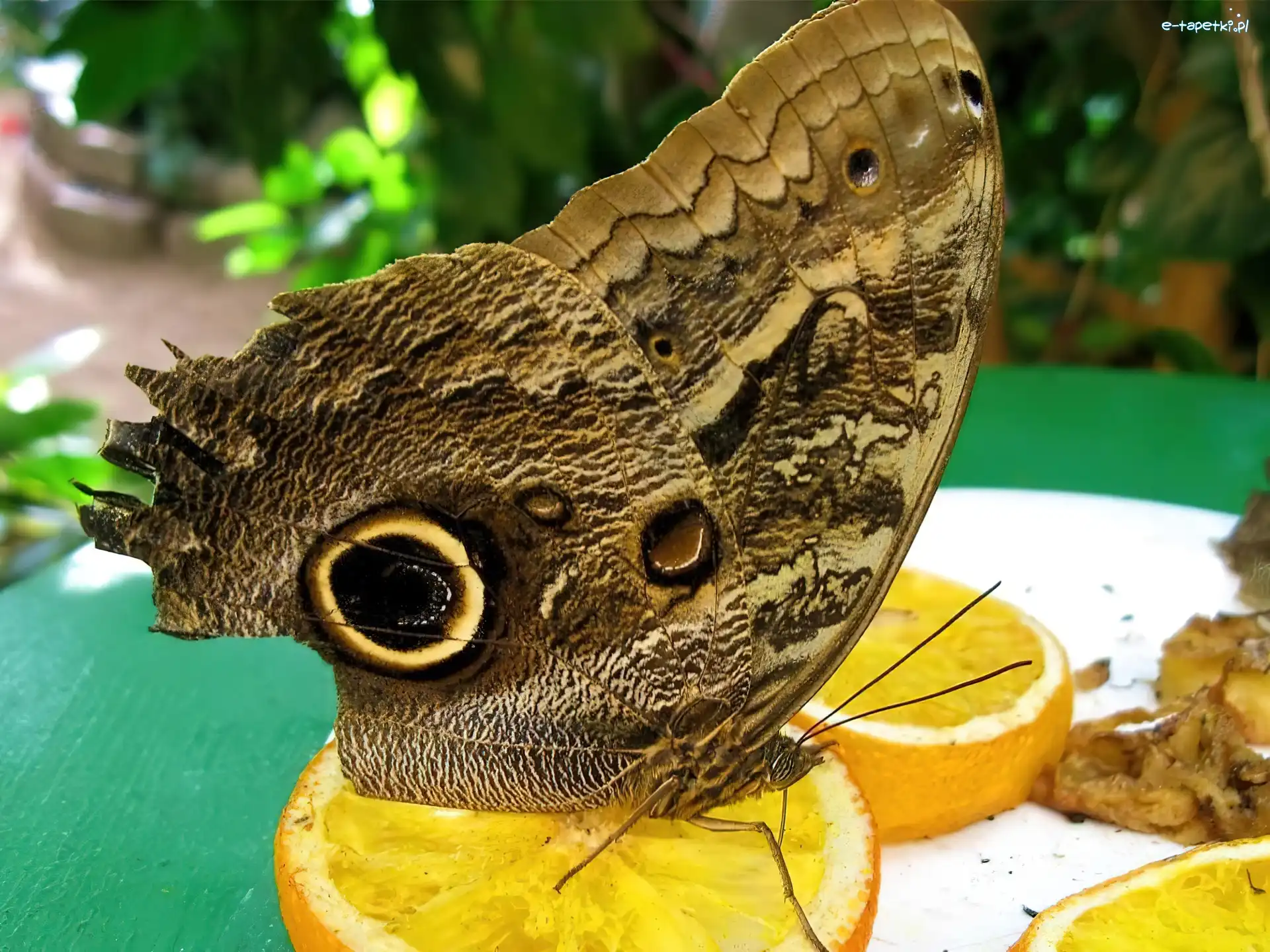 Pomarańcze, Motyl