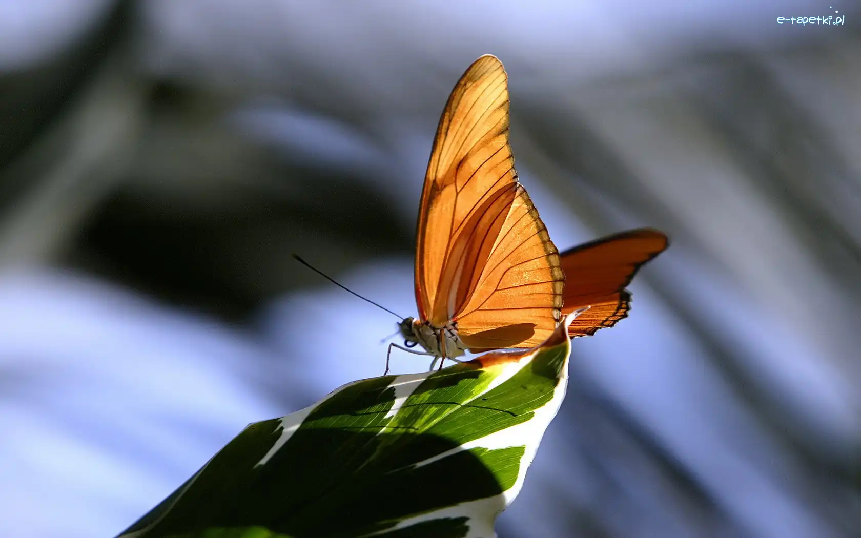 Liść, Motyl, Pomarańczowy