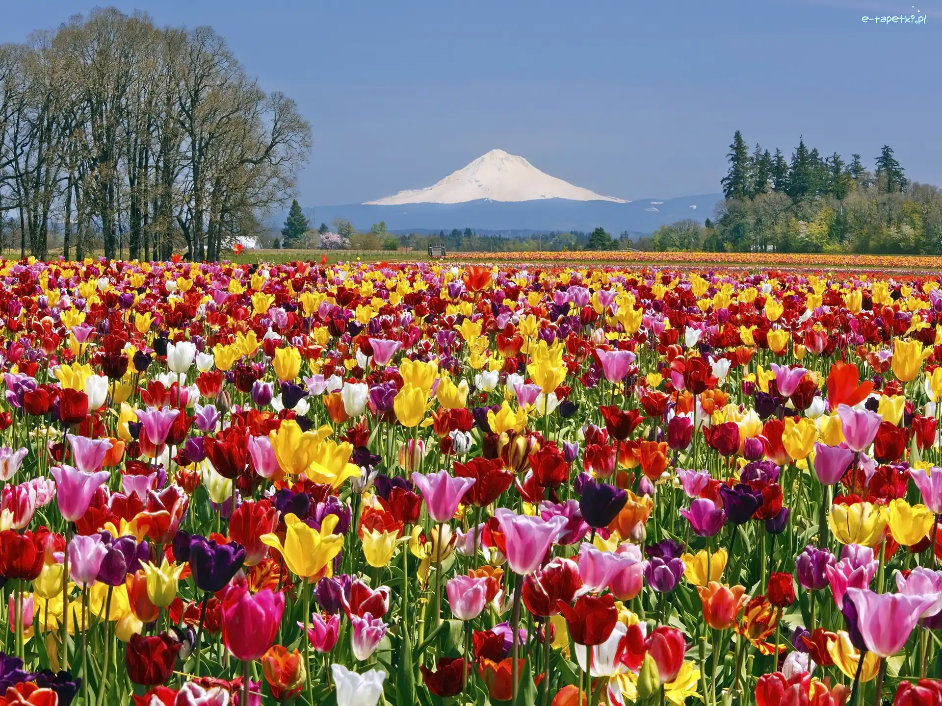 Góra, Tulipany, Pole