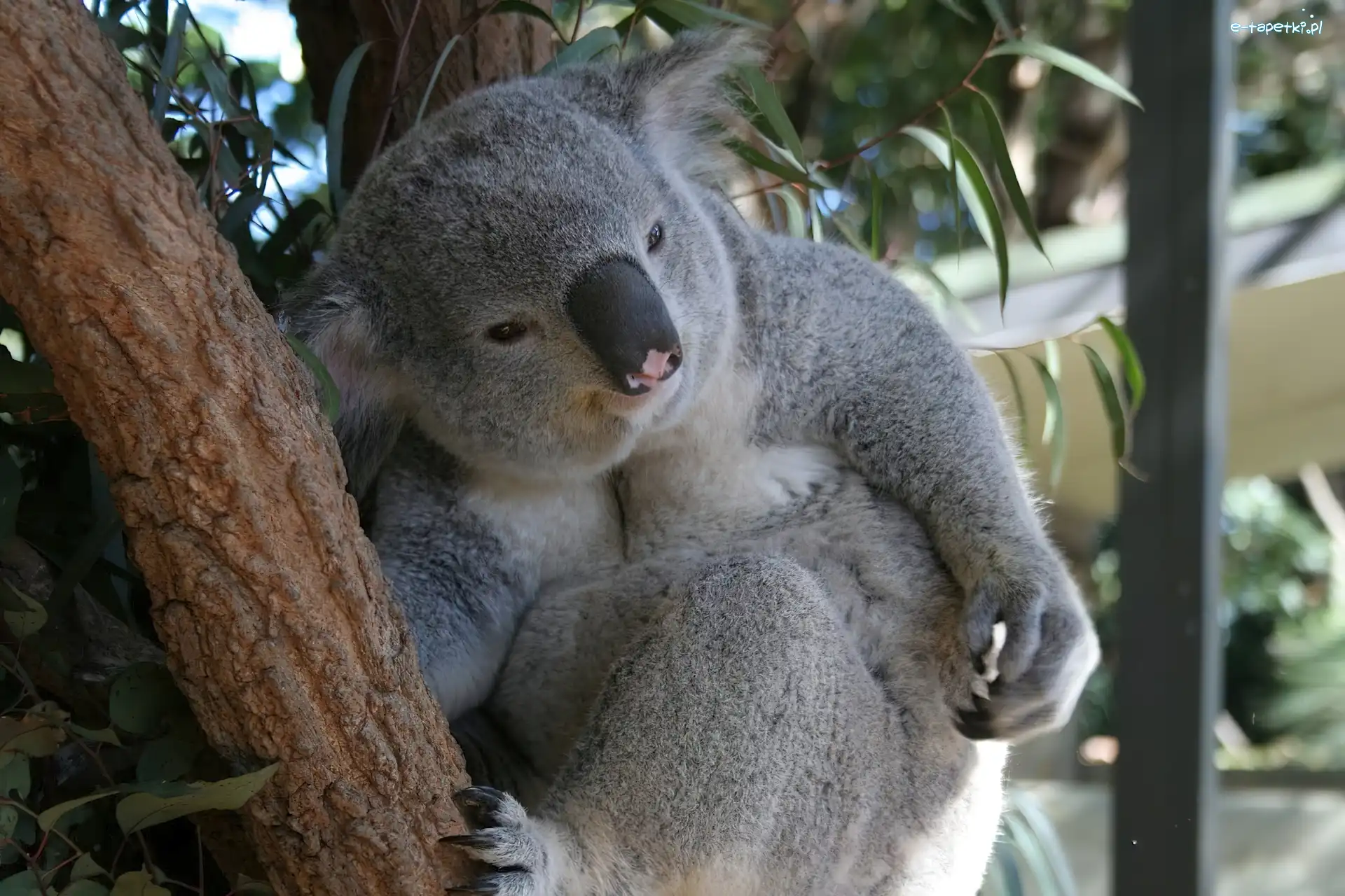Drzewo, Łapka, Koala