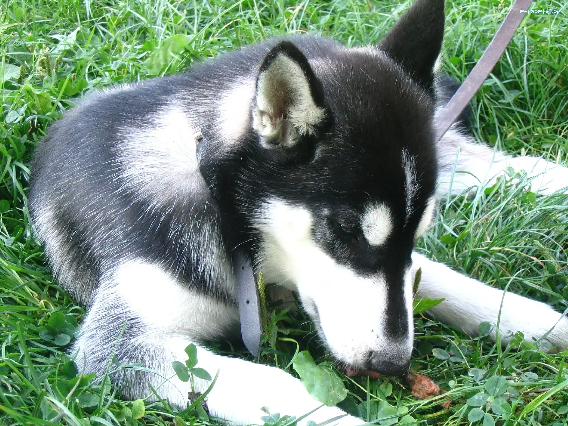 Trawa, Husky, Pies