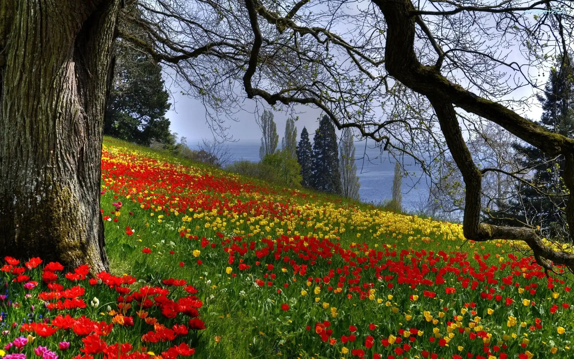 Tulipany, Drzewa