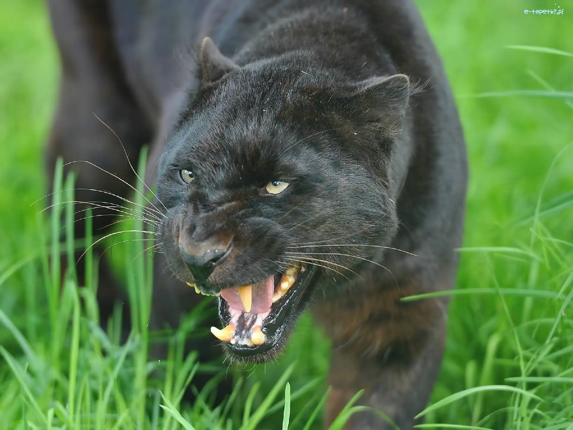 Pantera, Czarna