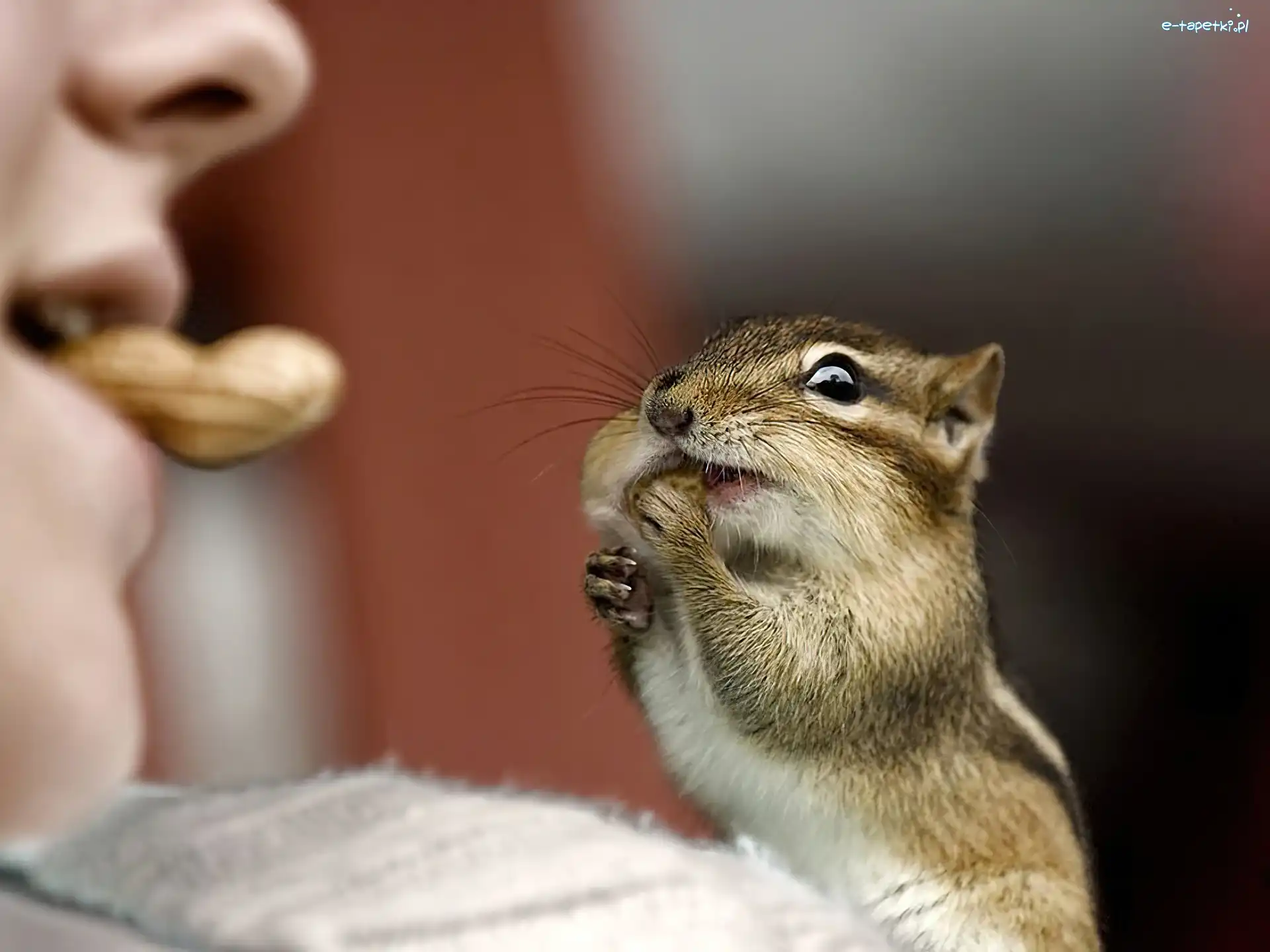 Orzeszek, Dziewczynka, Chipmunk