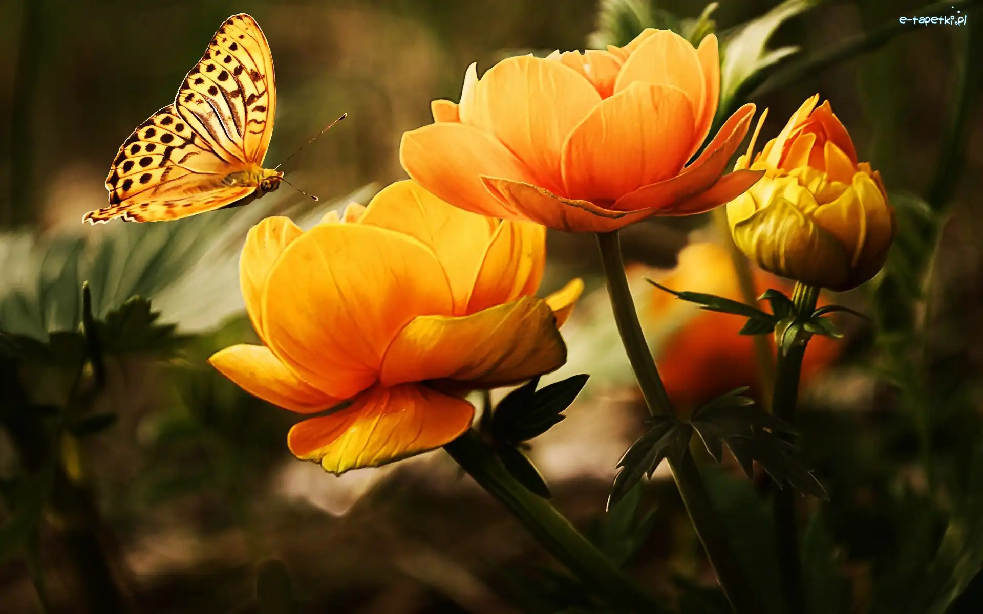 Kwiat, Art, Motyl, Pomarańczowy