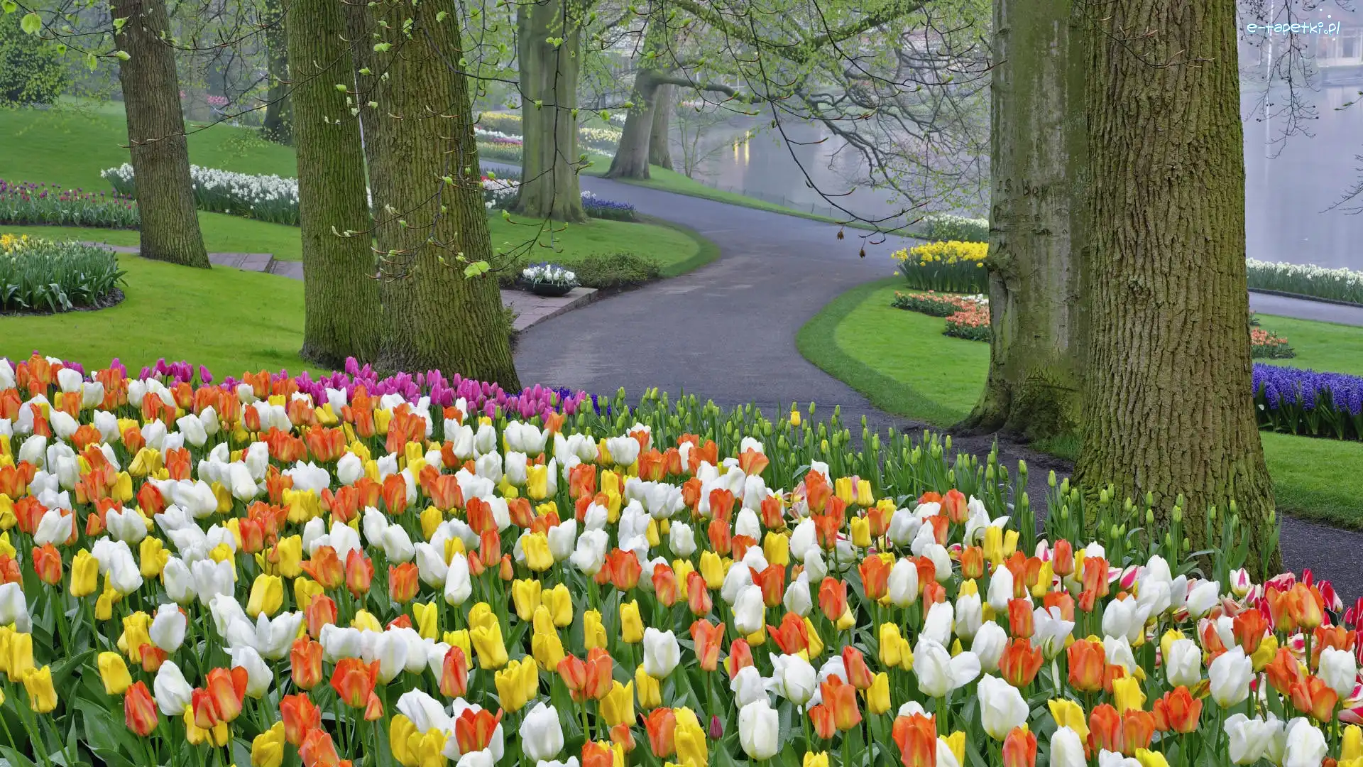 Tulipany, Drzewa, Dróżki