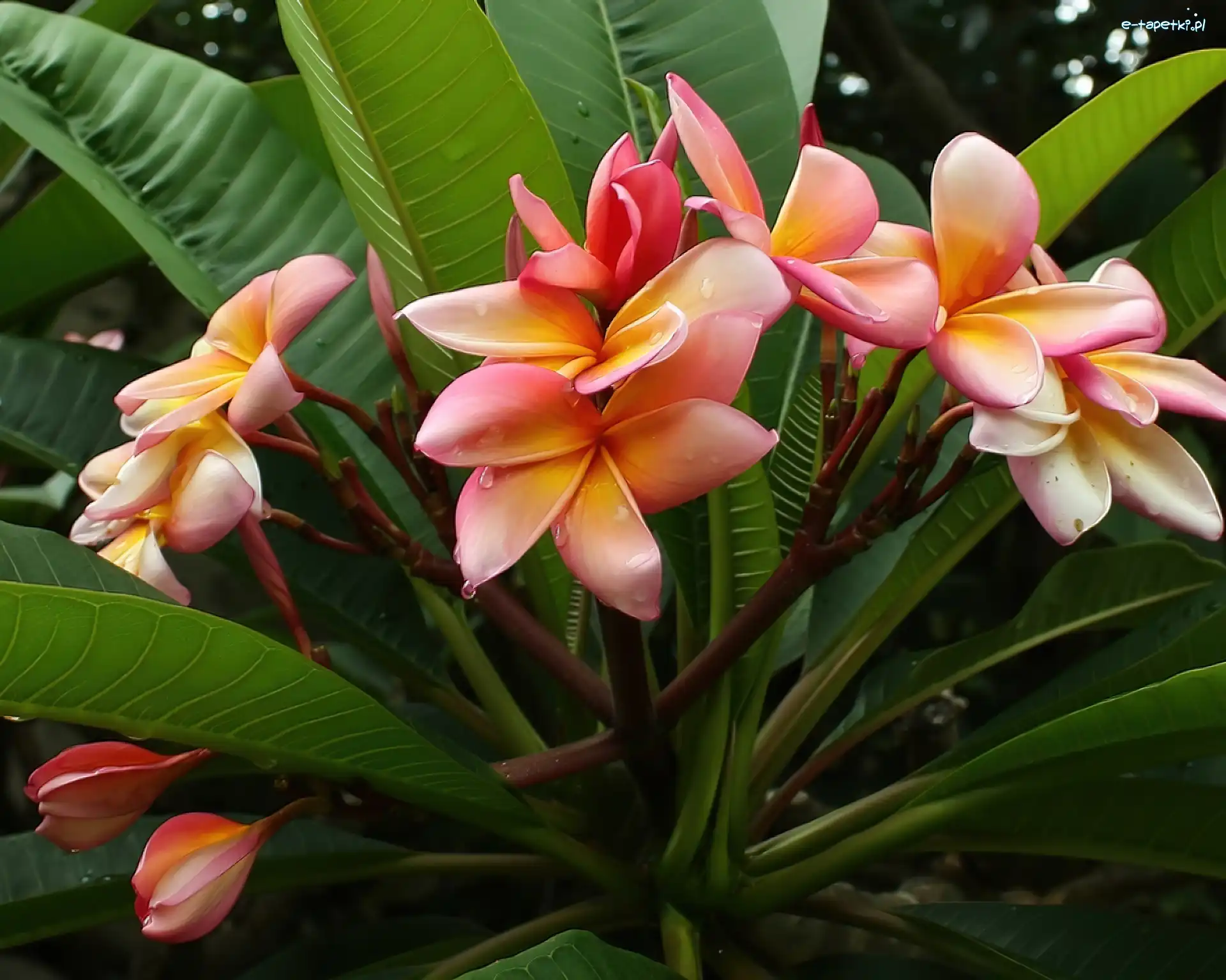 Plumeria, Kwiat
