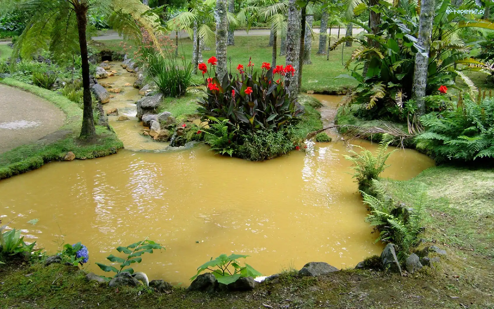 Kwiaty, Botaniczny, Ogród, Staw