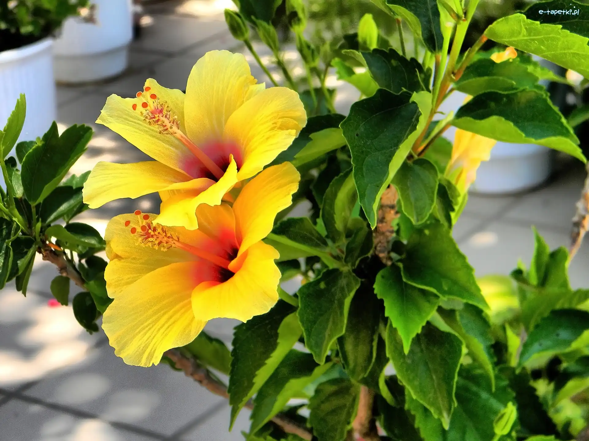 Hibiskus, Żółty