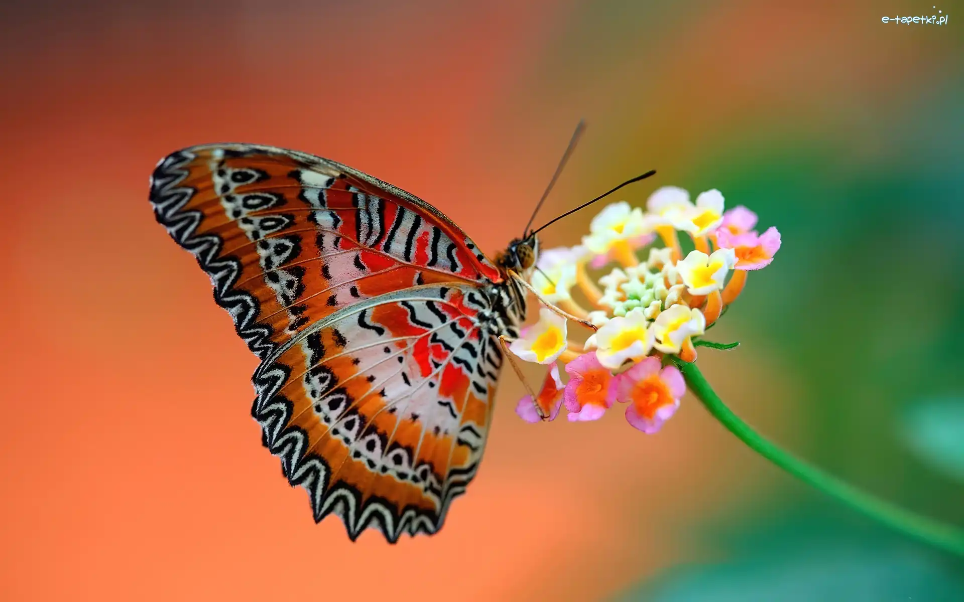 Kwiat, Motyl