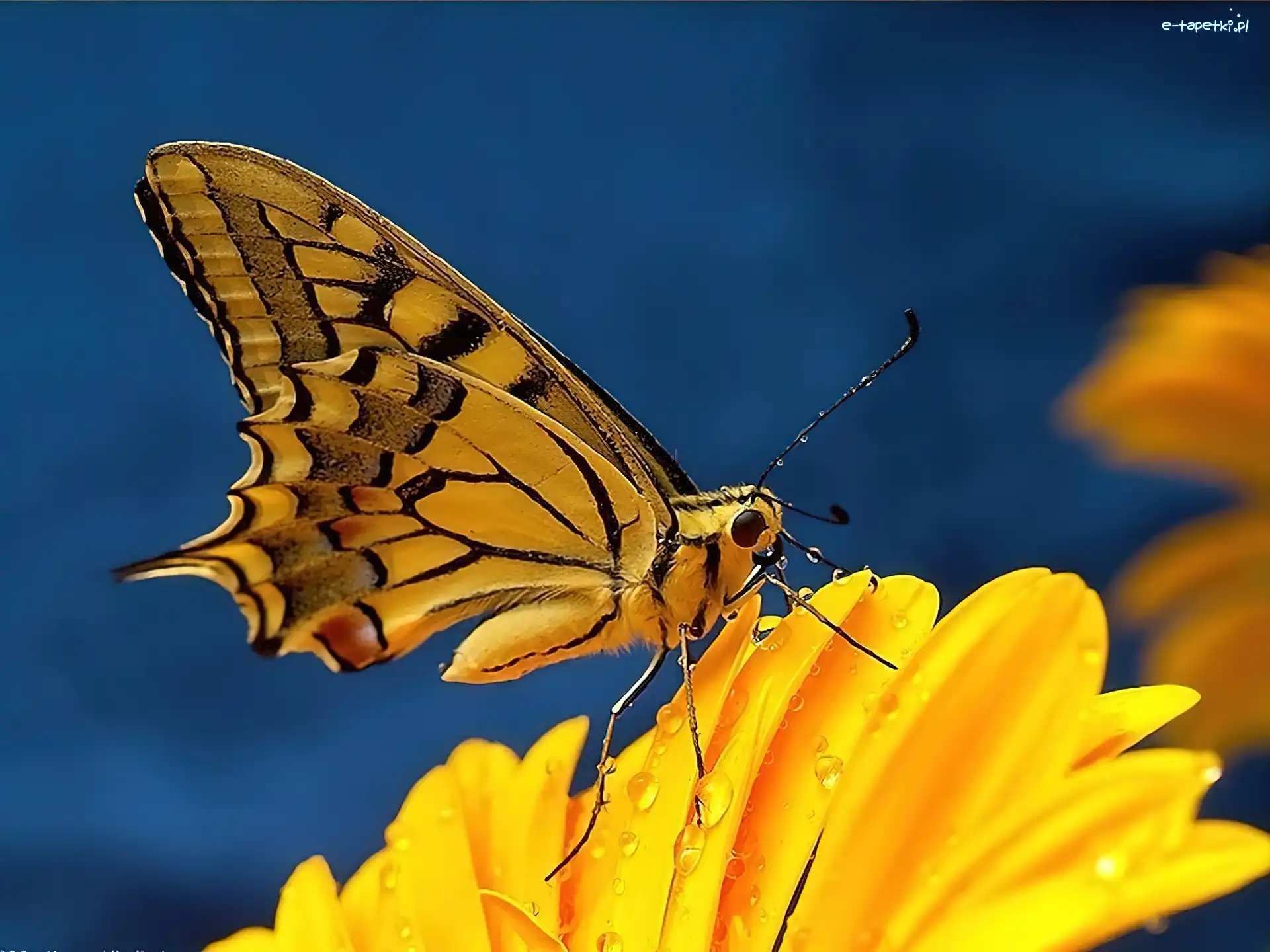Kwiatek, Motyl
