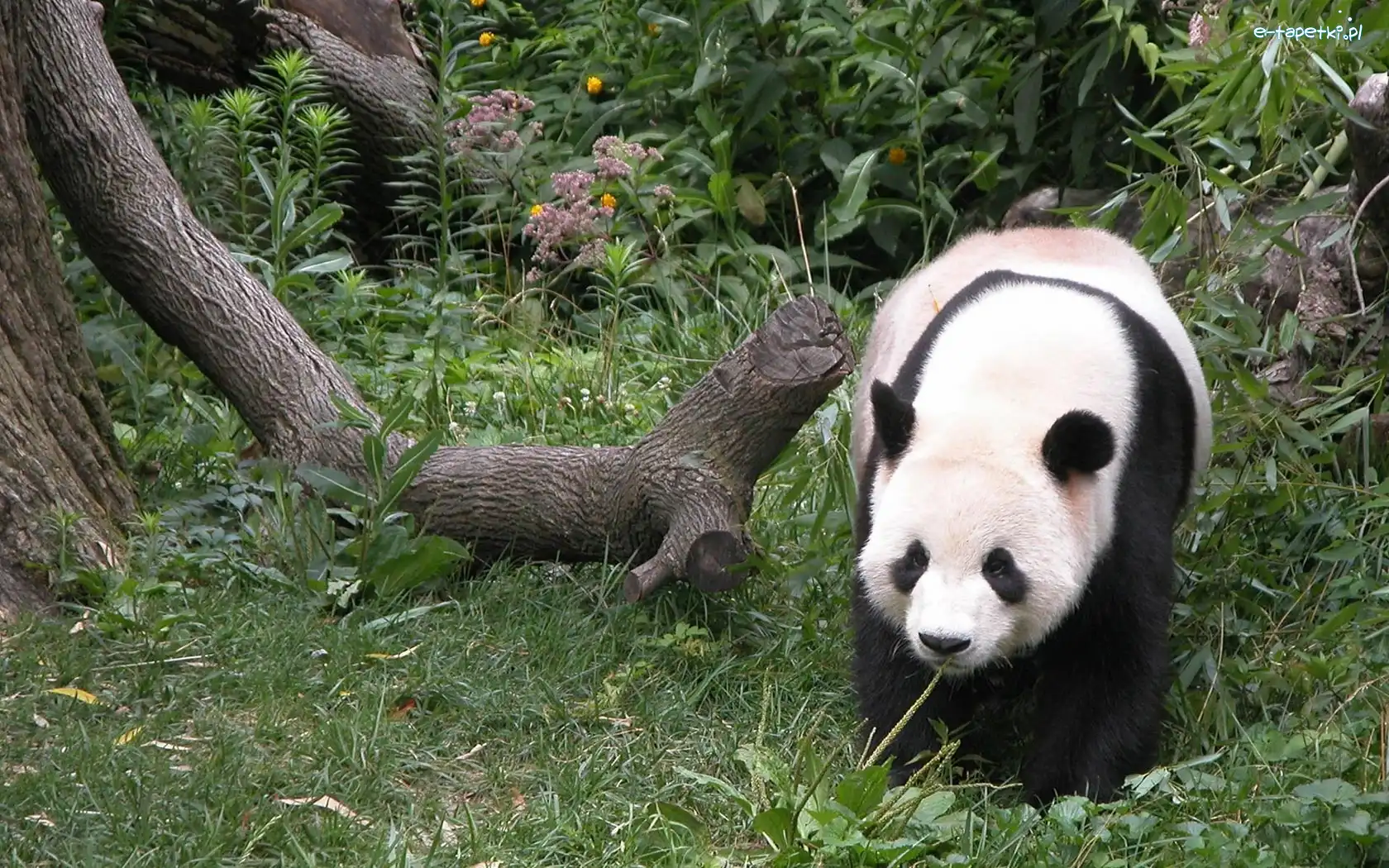 Panda, Drzewa, Las, Miś
