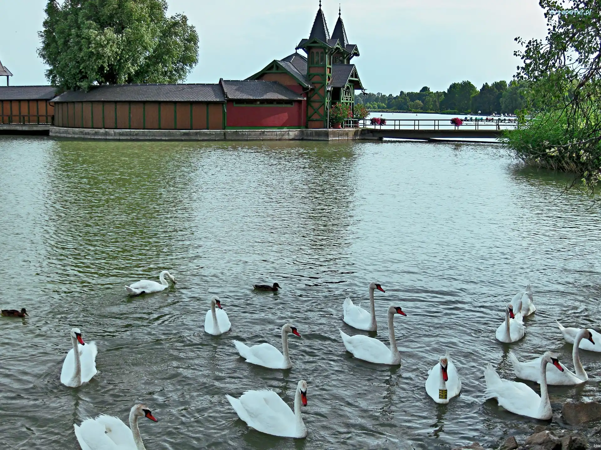 Budowla, Jezioro, Łabędzie