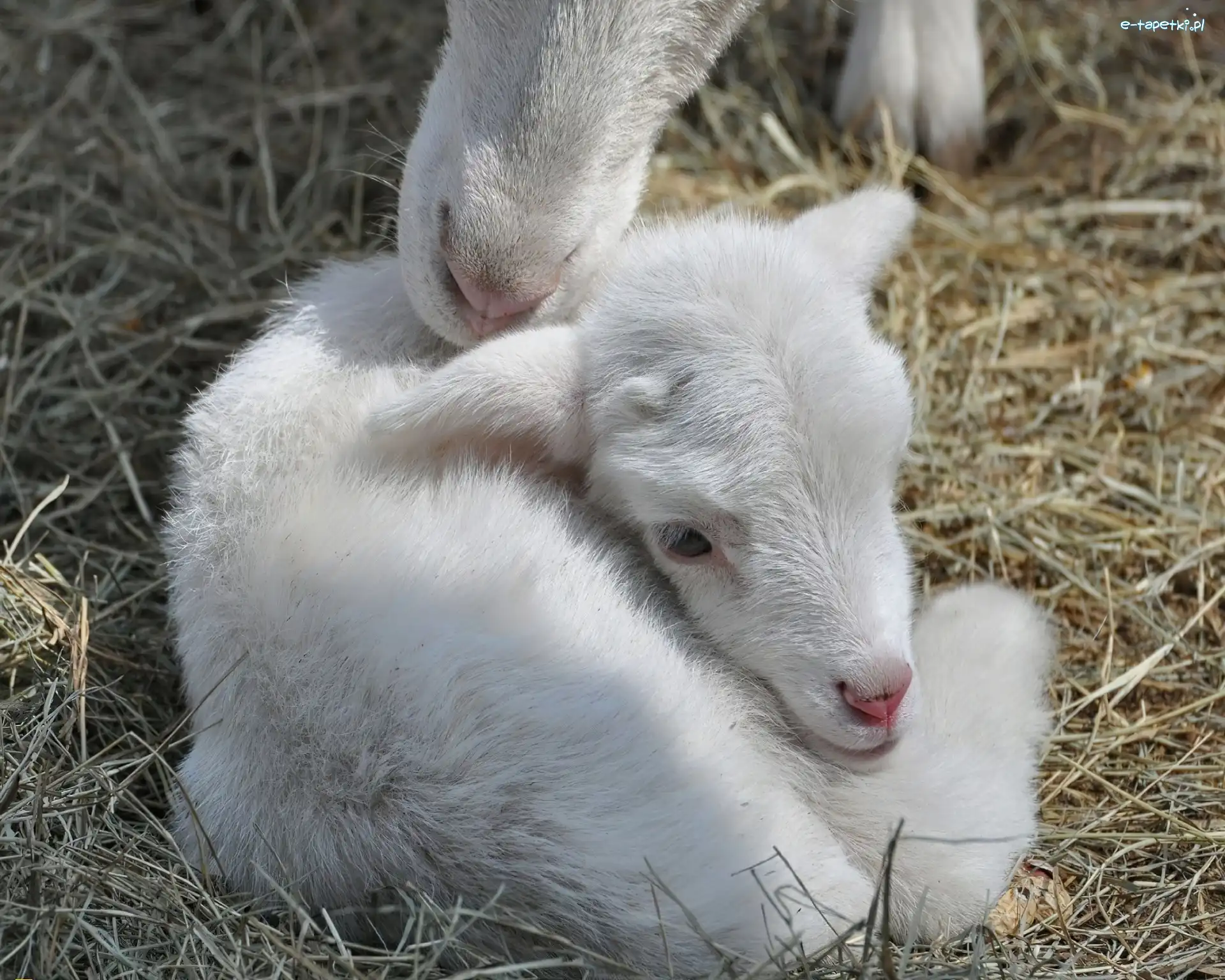 Koziołek, Biały