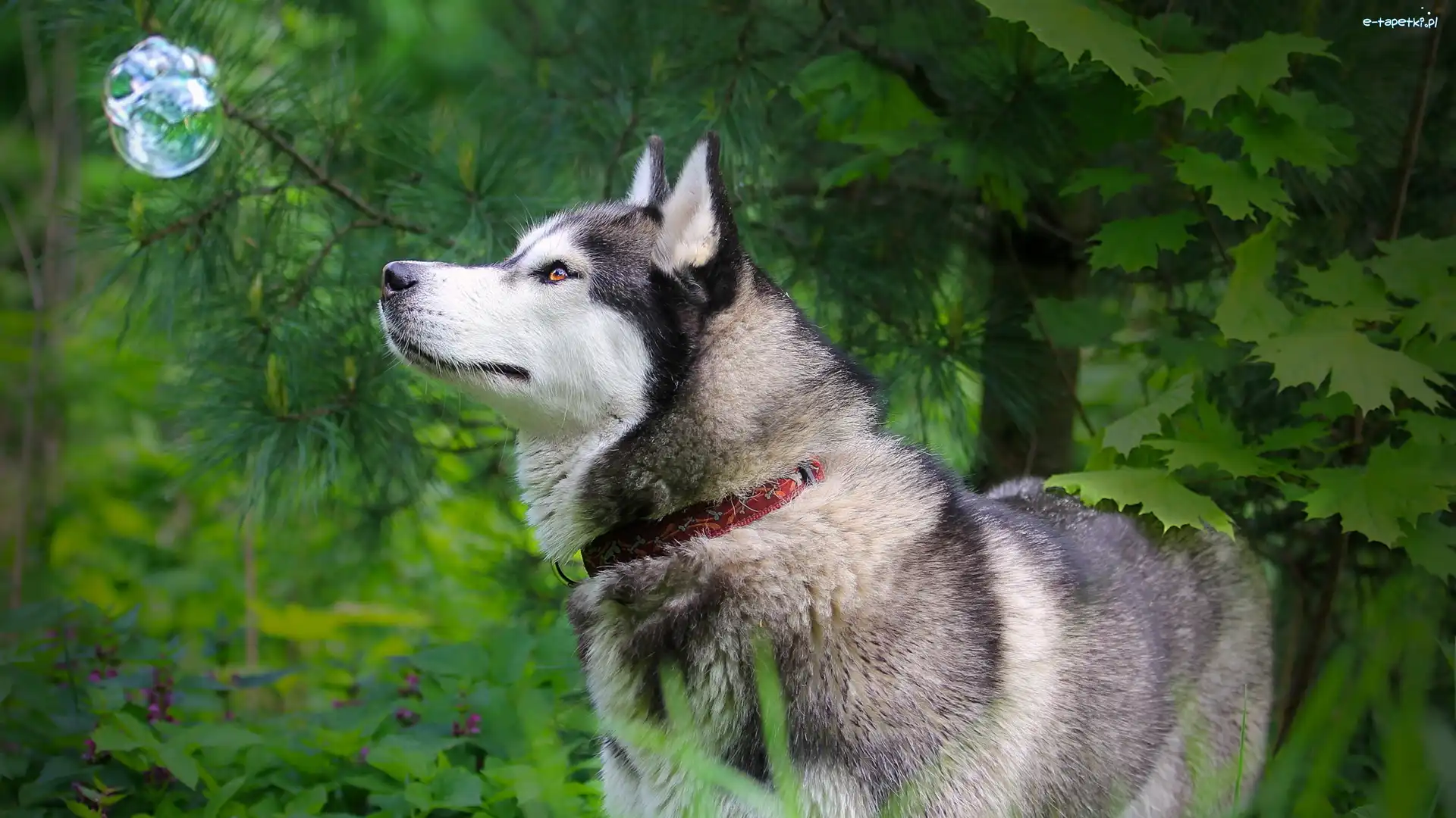 Zieleń, Husky, Pies