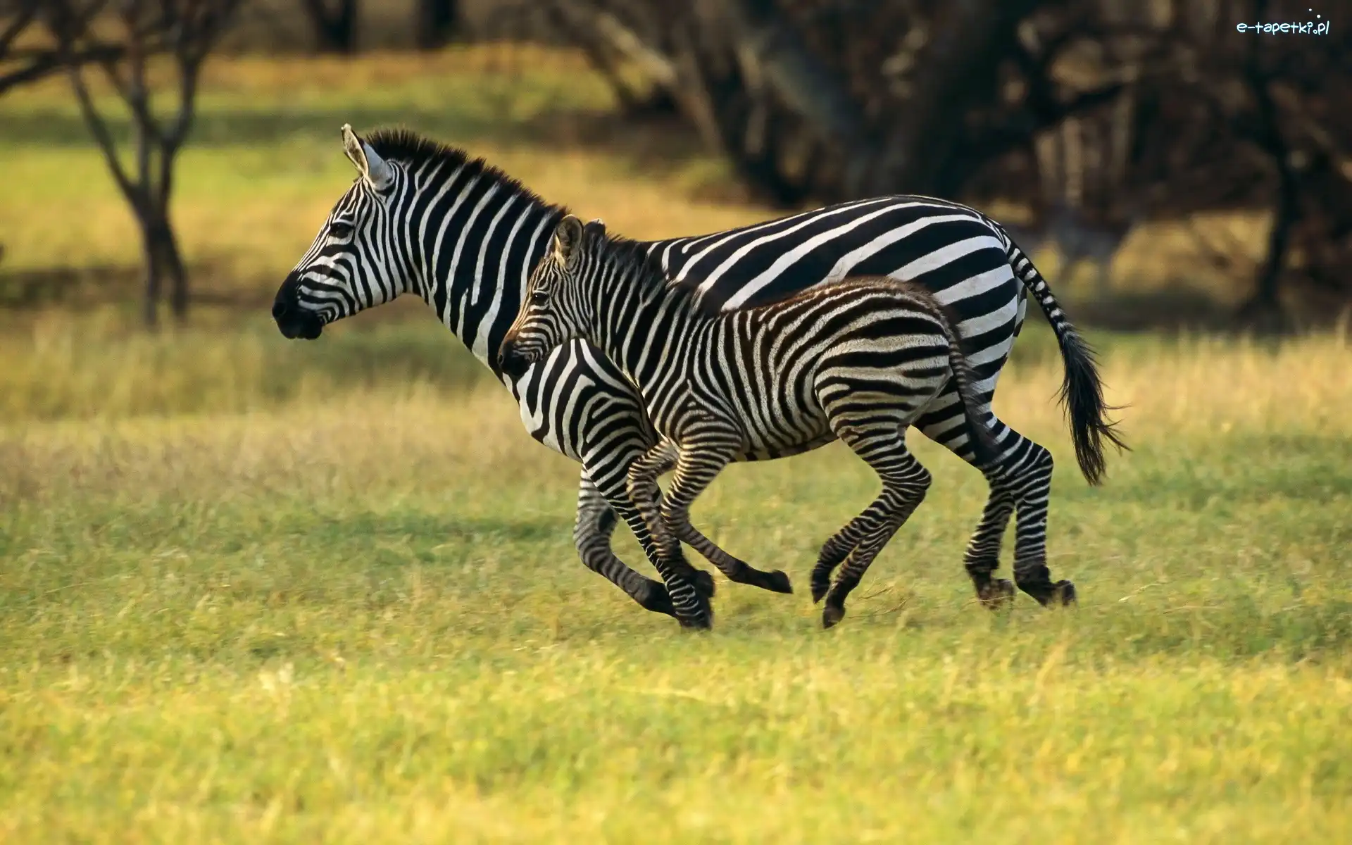 Łąka, Małe, Zebra