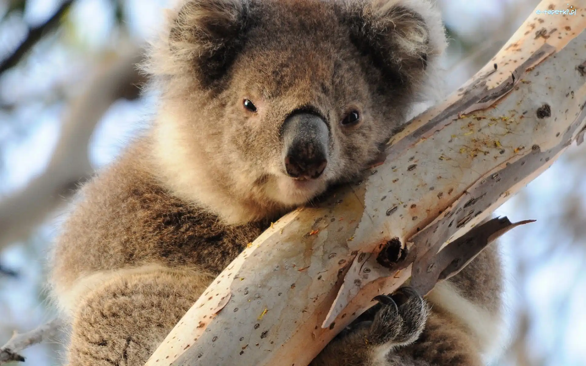 Drzewo, Koala, Miś