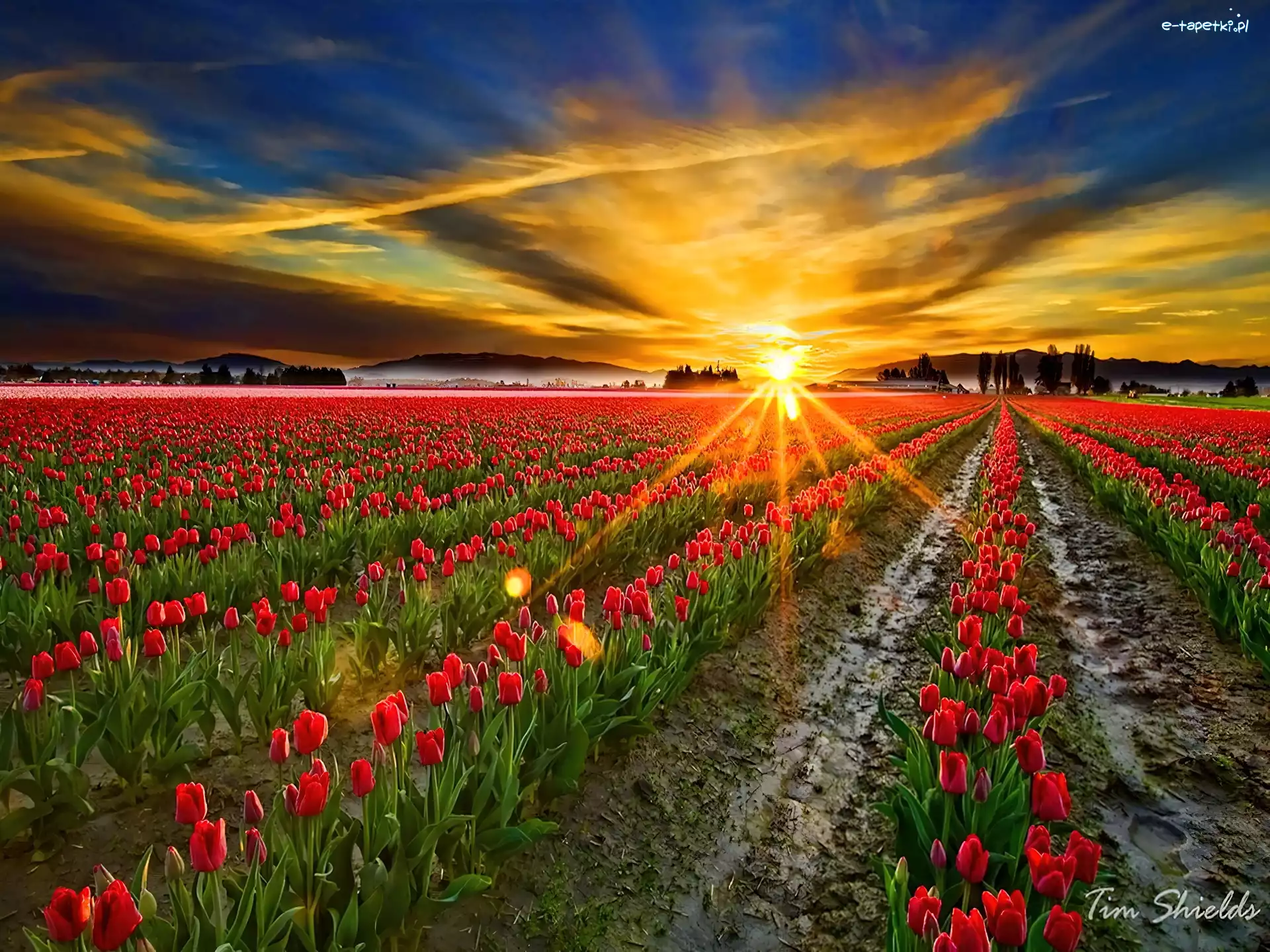 Tulipany, Słońca, Zachód, Słoneczne, Promienie