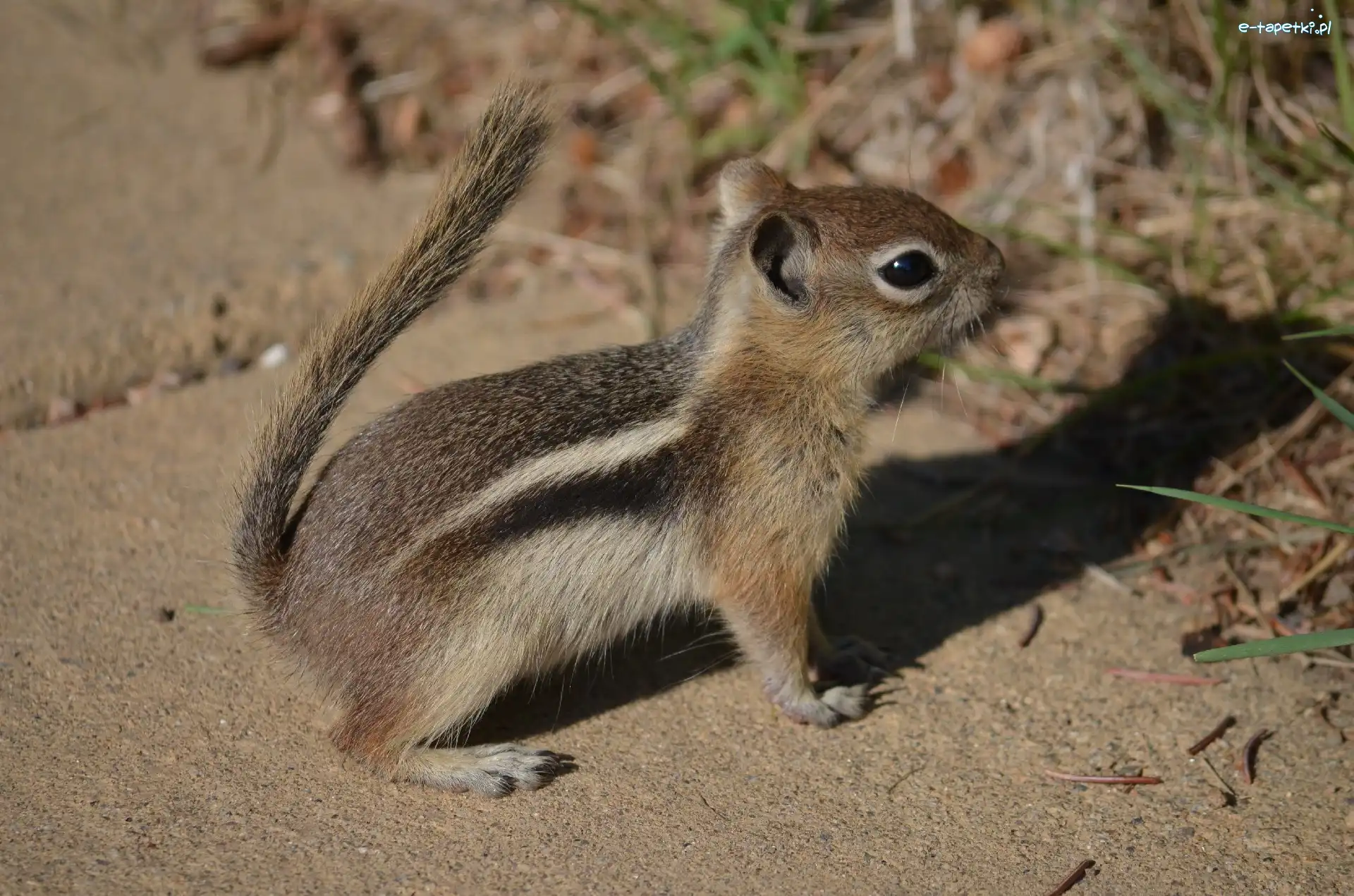 Trawka, Chipmunk