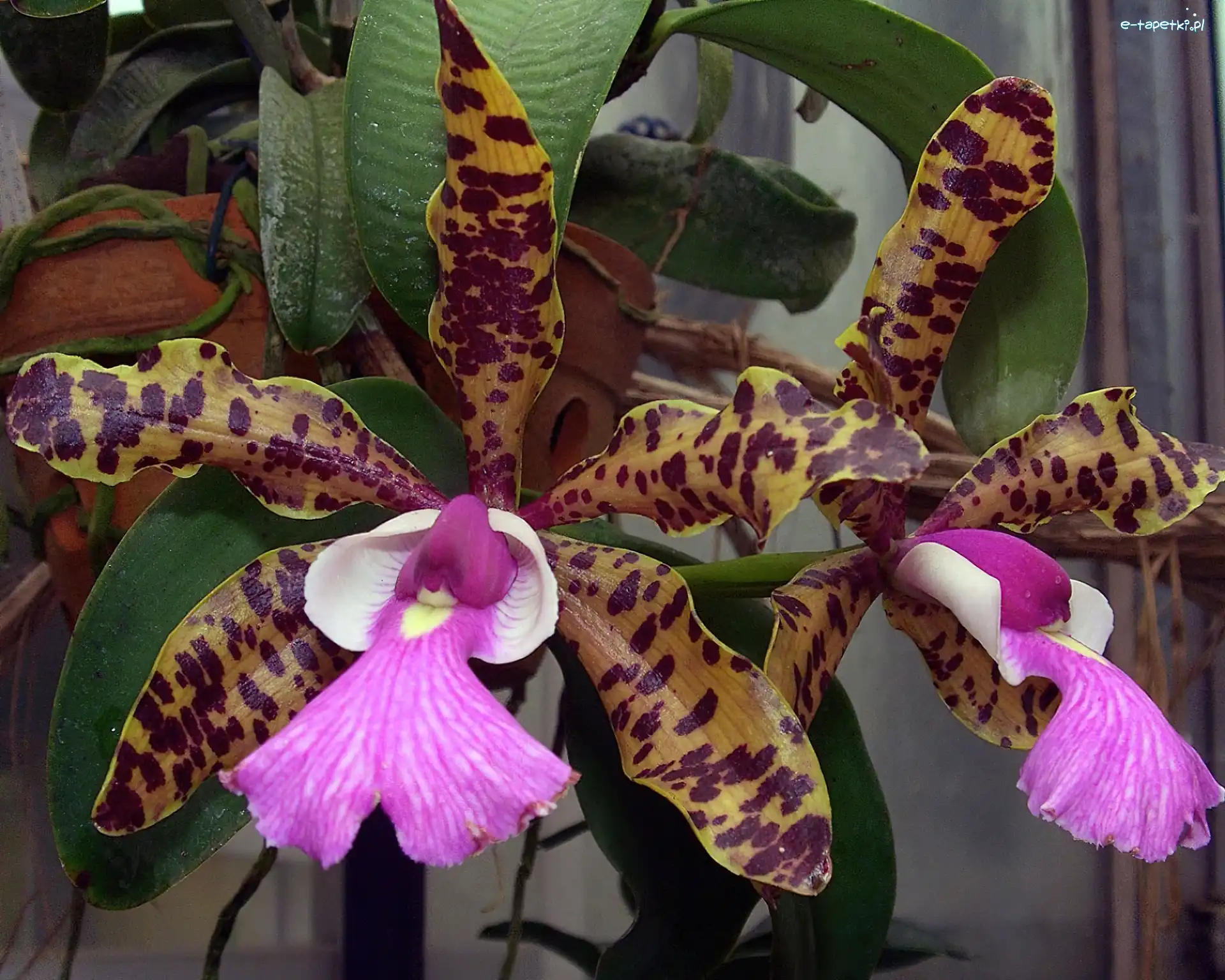 Orchidea, Kwiat