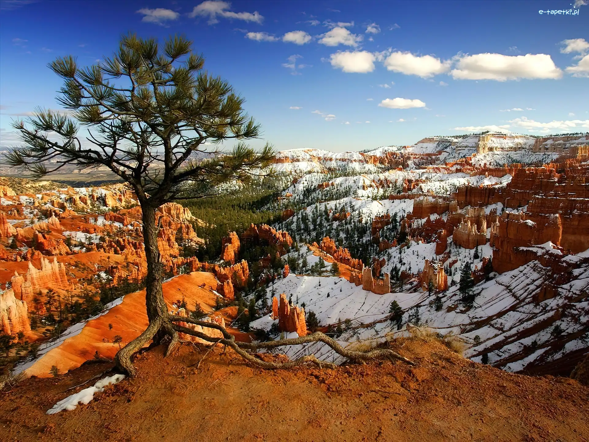 Kanion, Śnieg, Drzewo, Utah