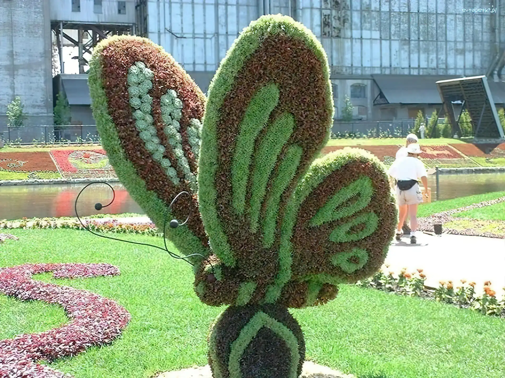 Motyl, Trawa, Kwiaty, Klomb