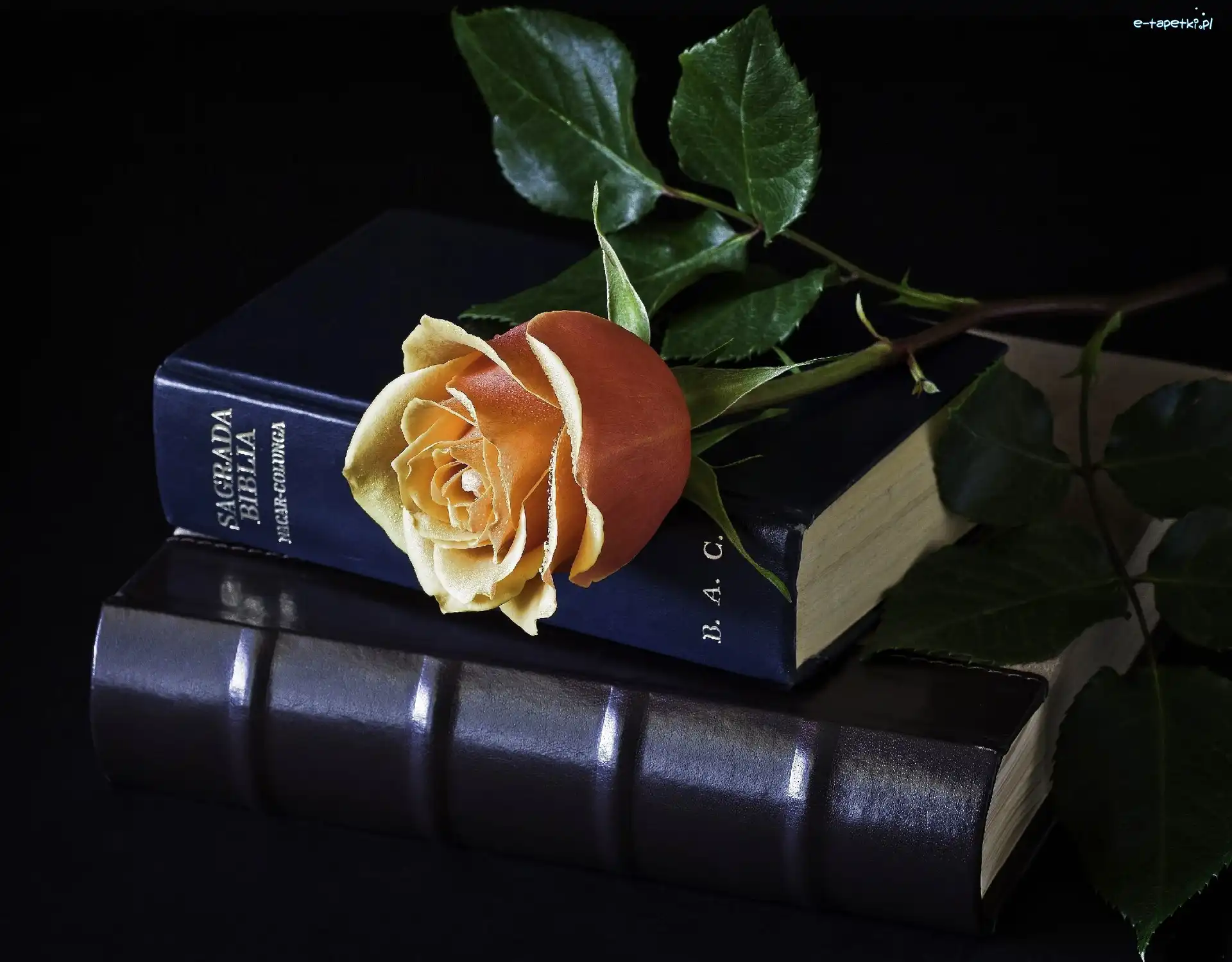 Biblia, Listki, Róża