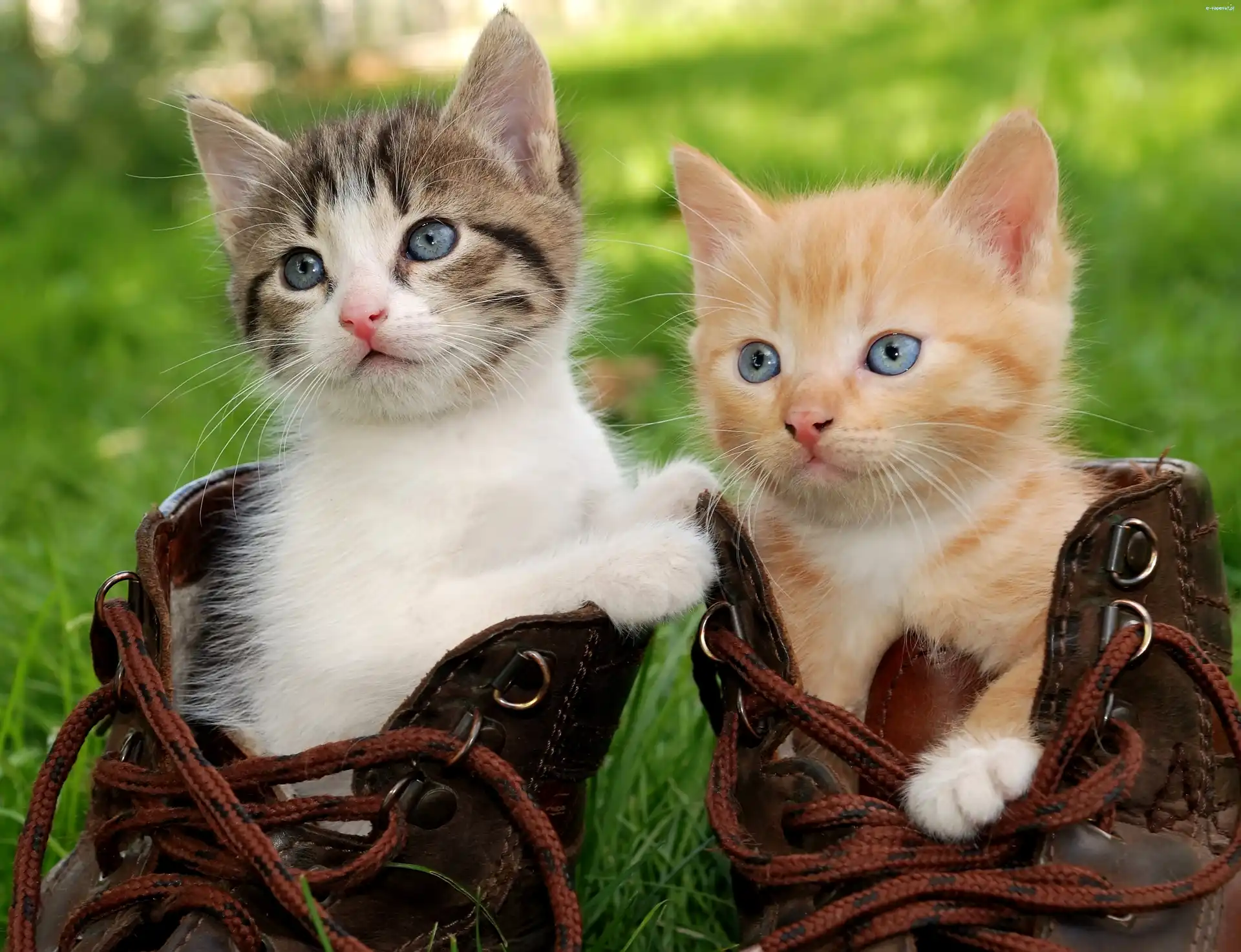 Buty, Kociaki, Dwa