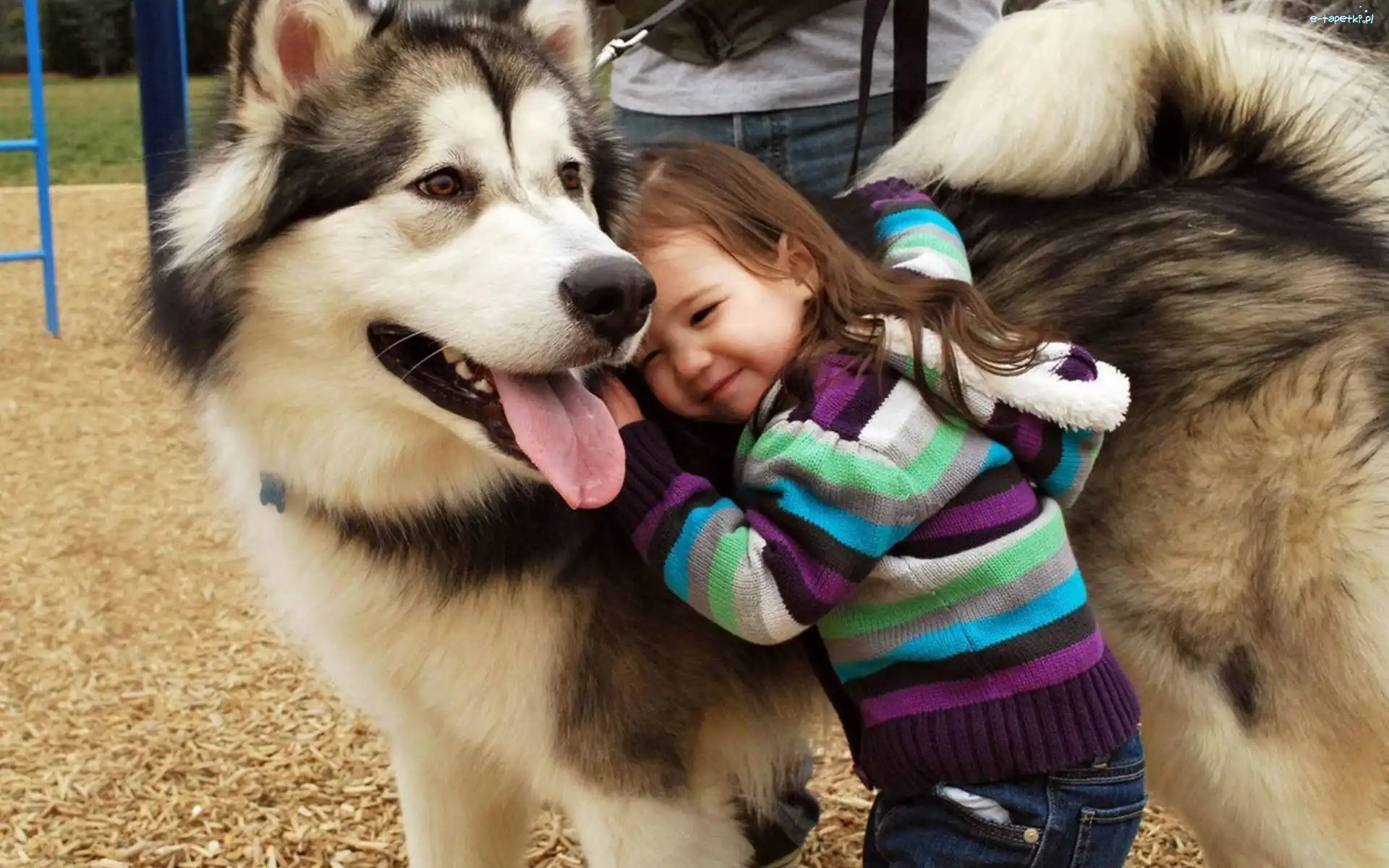 Dziecko, Pies Husky