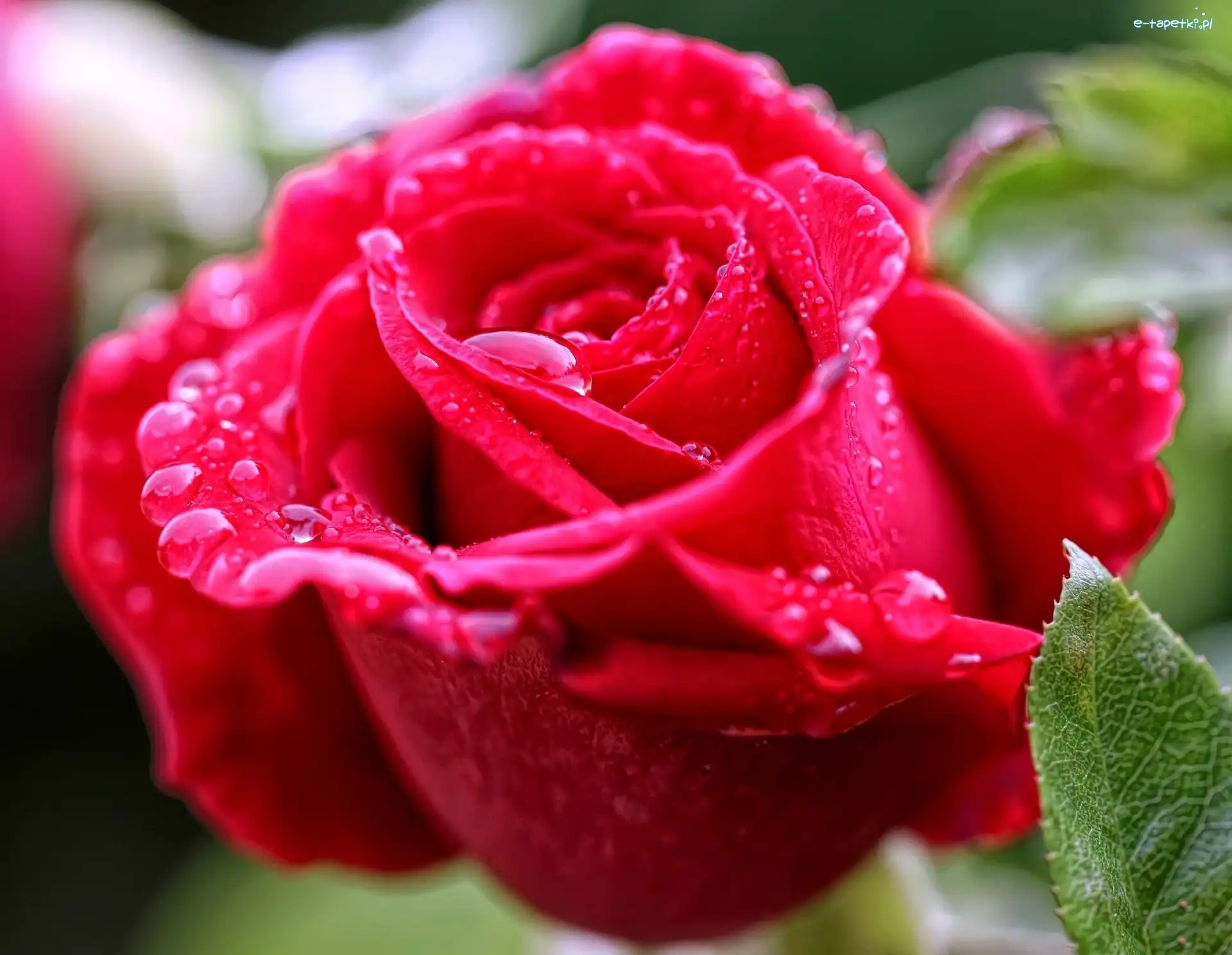 Rosy, Krople, Róża