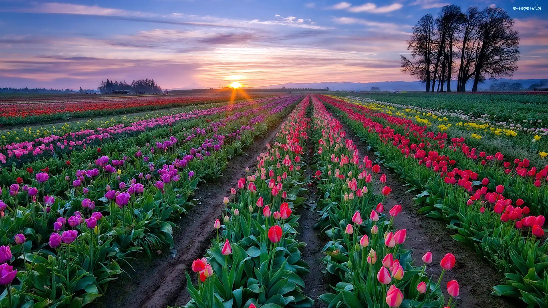 Zachód, Pole, Tulipany