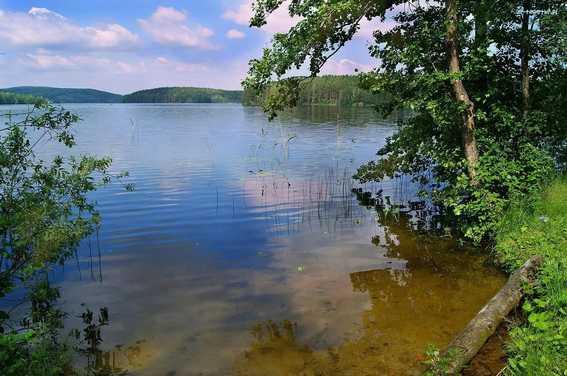Zarośla, Drzewa, Woda