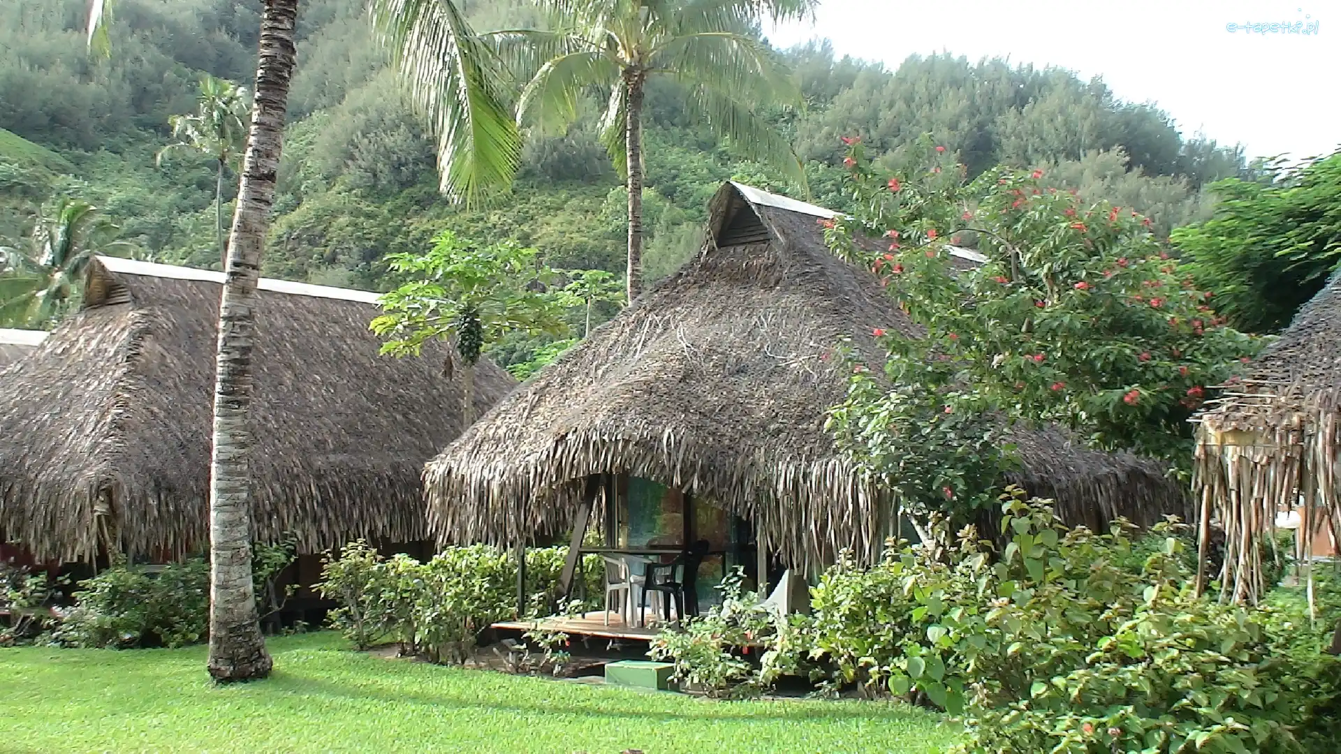 Hibiscus, Zieleń, Palmy, Moorea