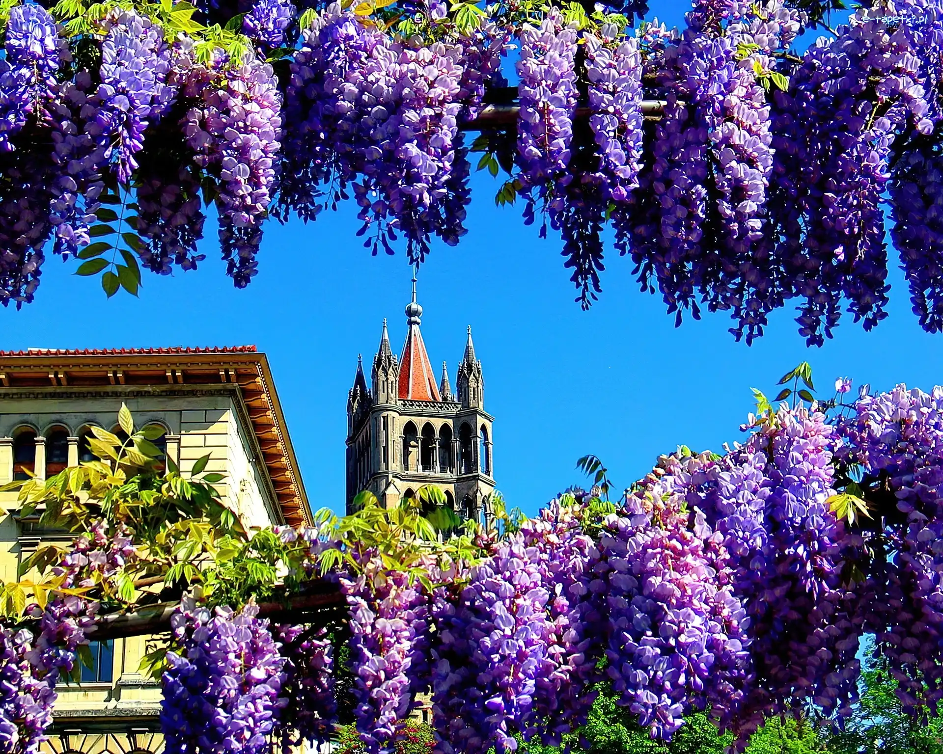 Wieża, Wisterii, Kwiaty