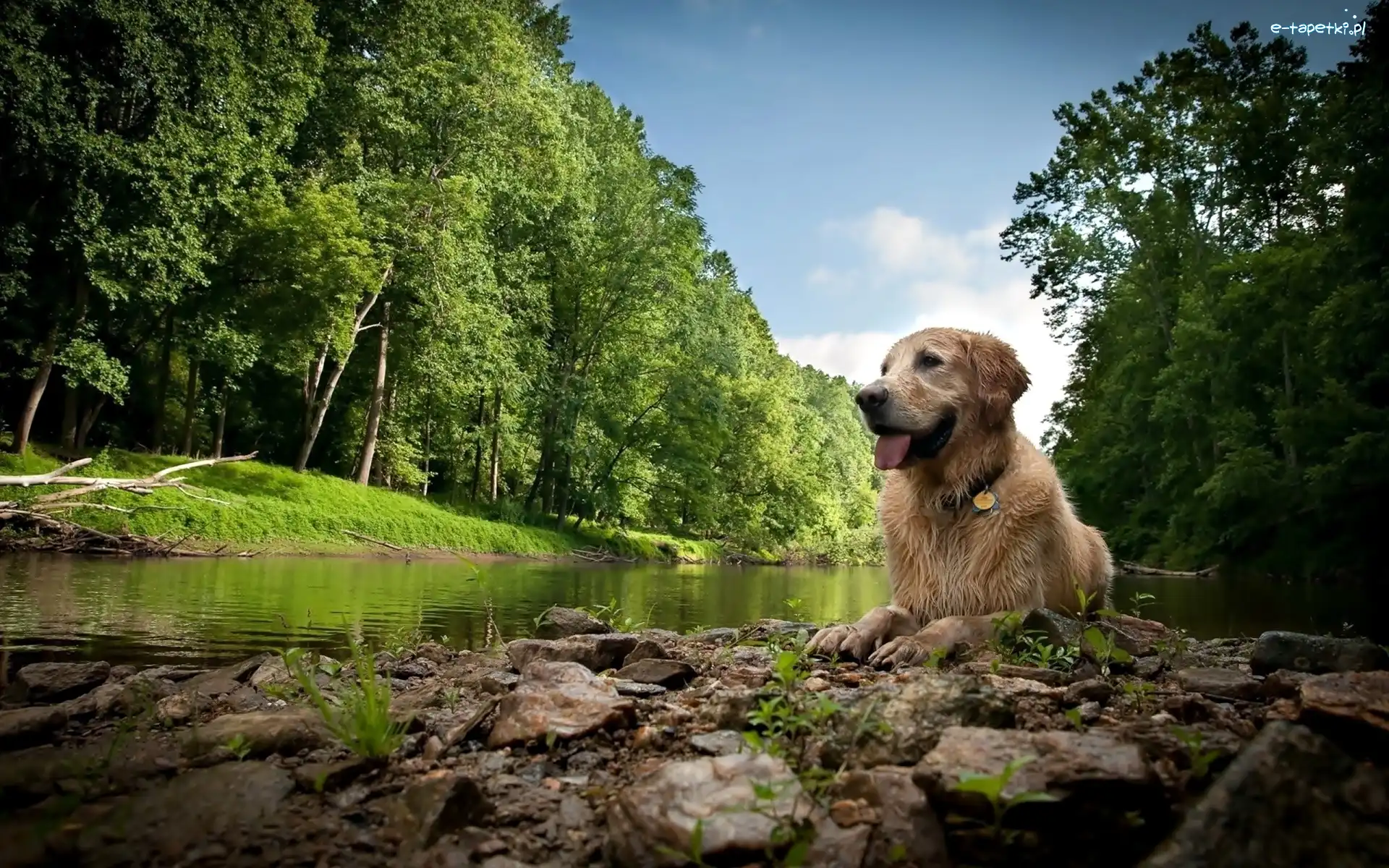 Golden Retriever, Las, Rzeka, Pies