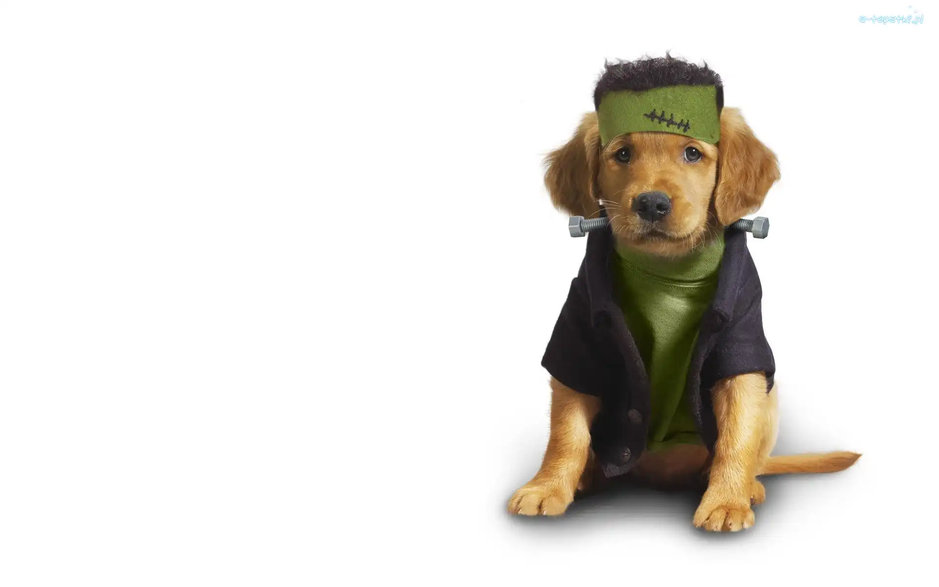 Golden retriever, Śrubka, Ubranko, Pies