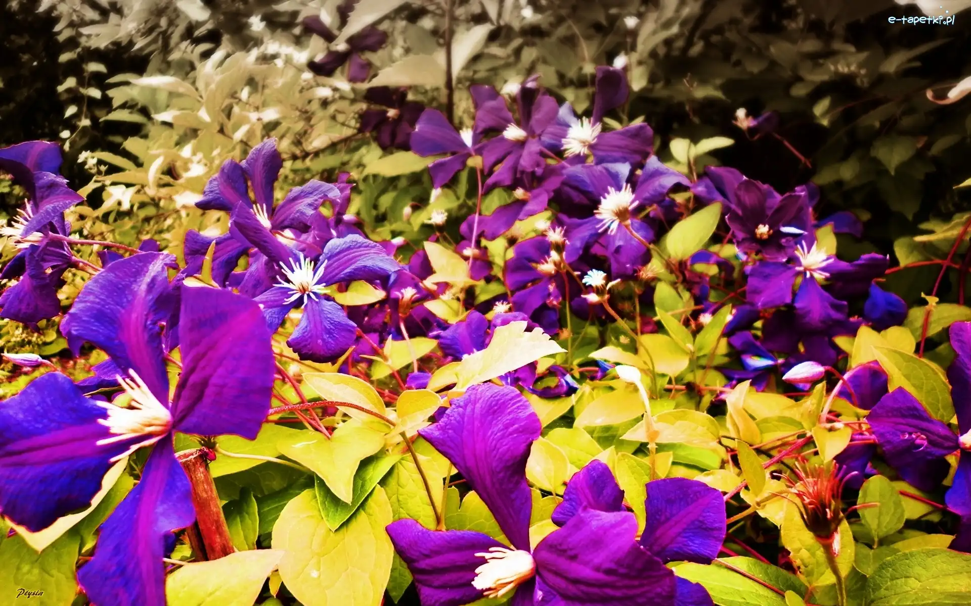 Fioletowy, Clematis, Powojnik