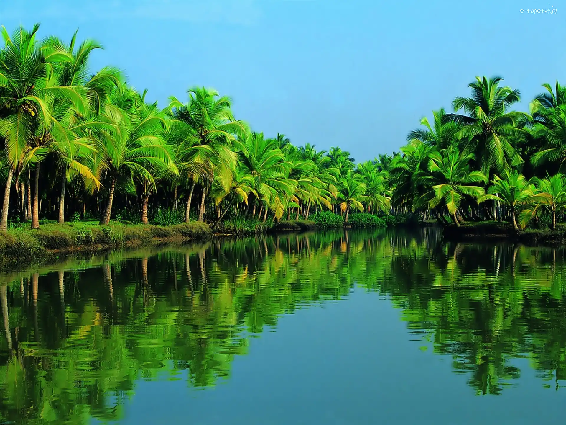 Las, Rzeka, Periyar, Palmowy
, Indie, Kerala
