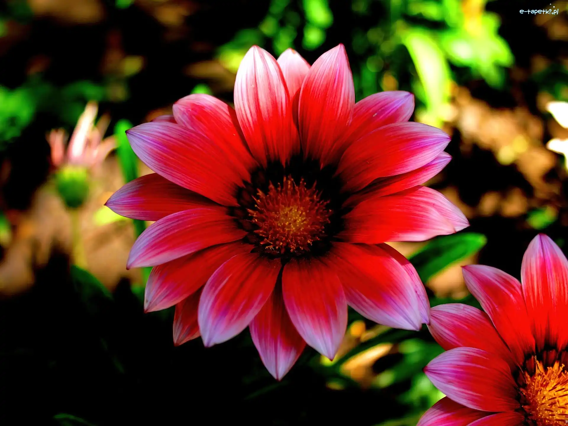 Gazania, Kwiaty, Czerwone