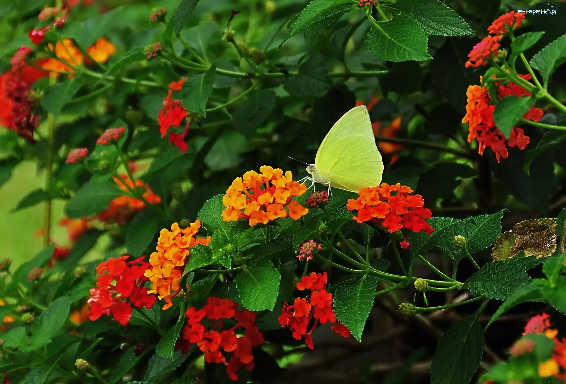 Motyl, Liście, Kwiaty, Żółty
