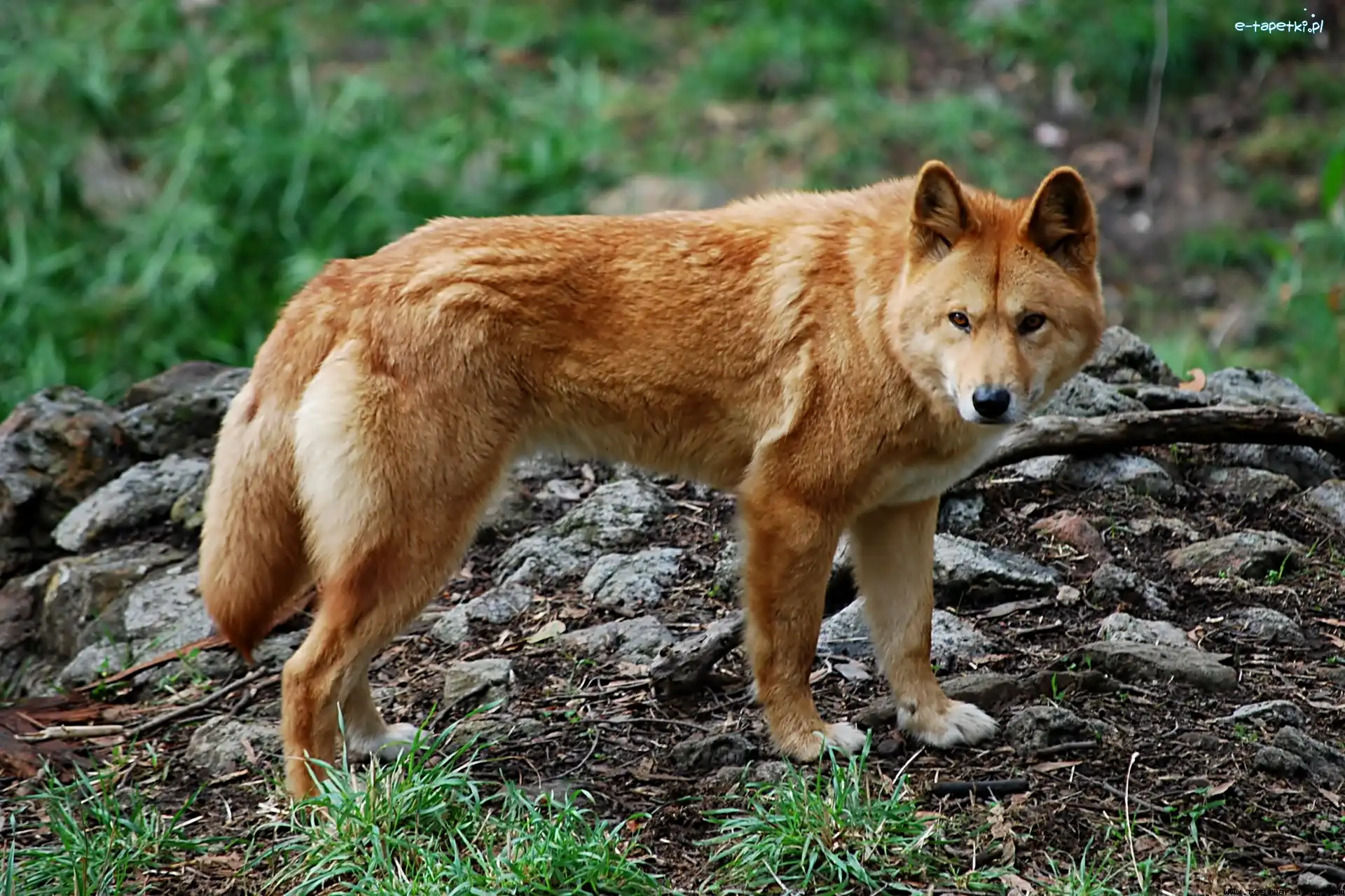 Dingo, Pies, Dziki