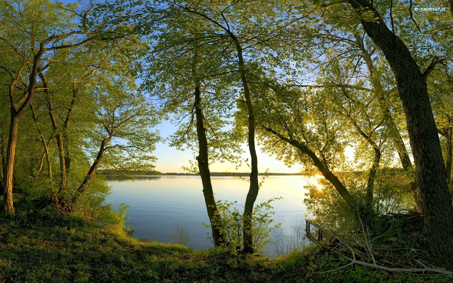 Jezioro, Gałęzie, Drzewa