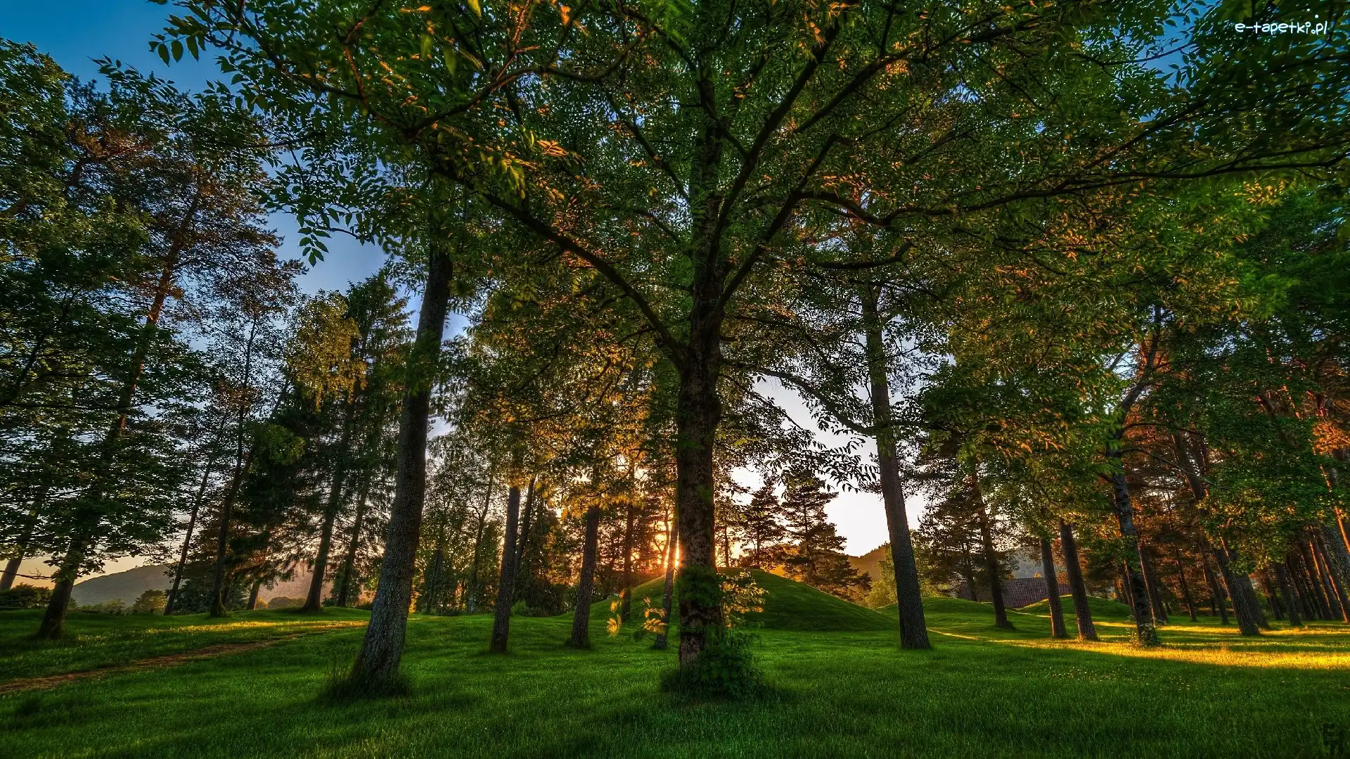 Słońce, Drzewa, Trawa