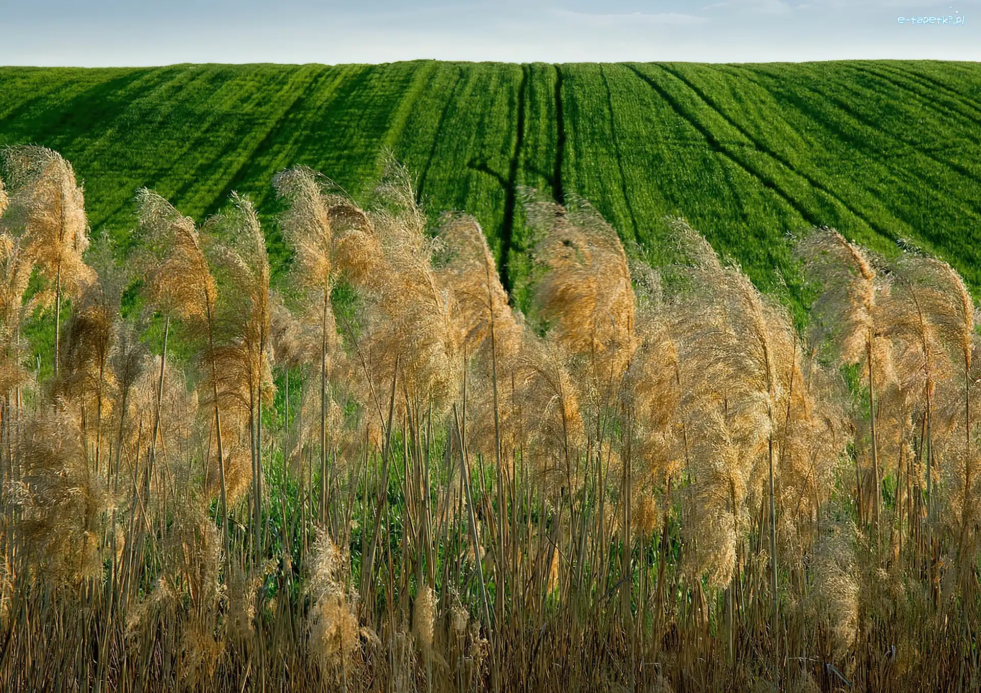Łąka, Zboże