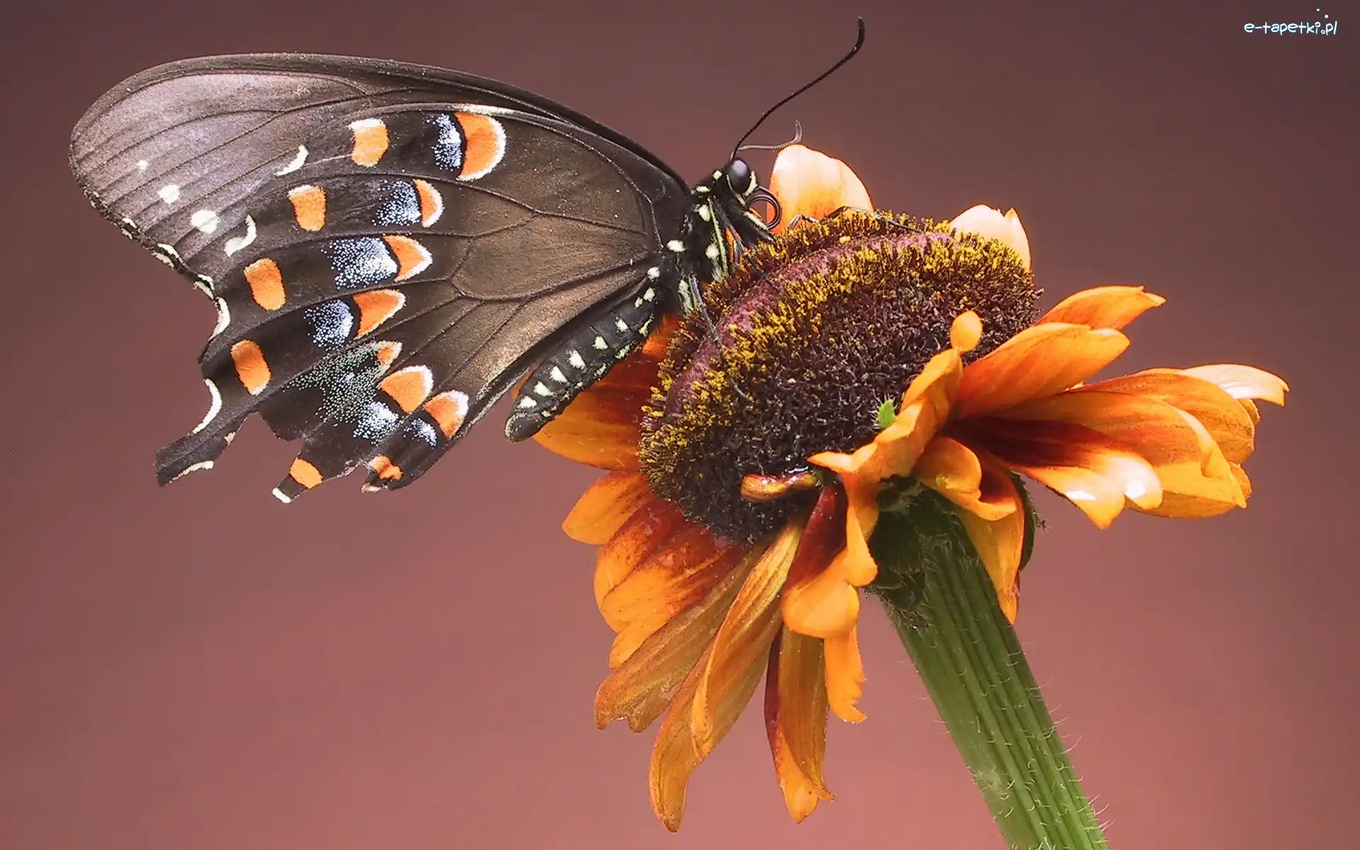 Kwiat, Motyl