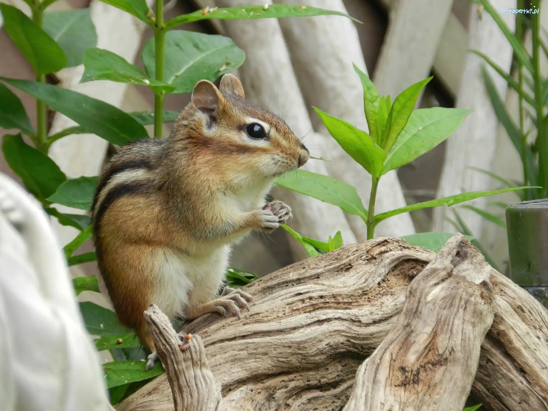 Roślinki, Konar, Chipmunk