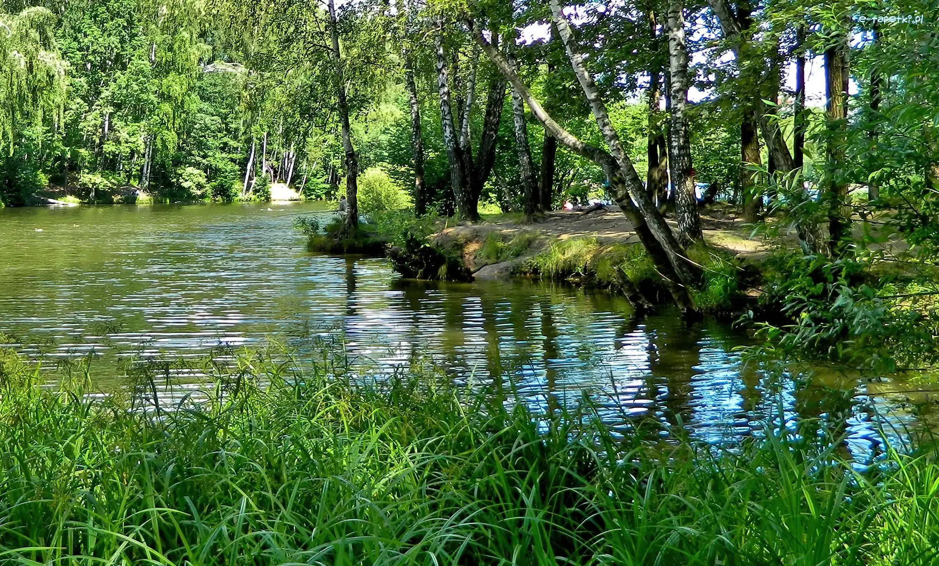 Trawa, Drzewa, Rzeka
