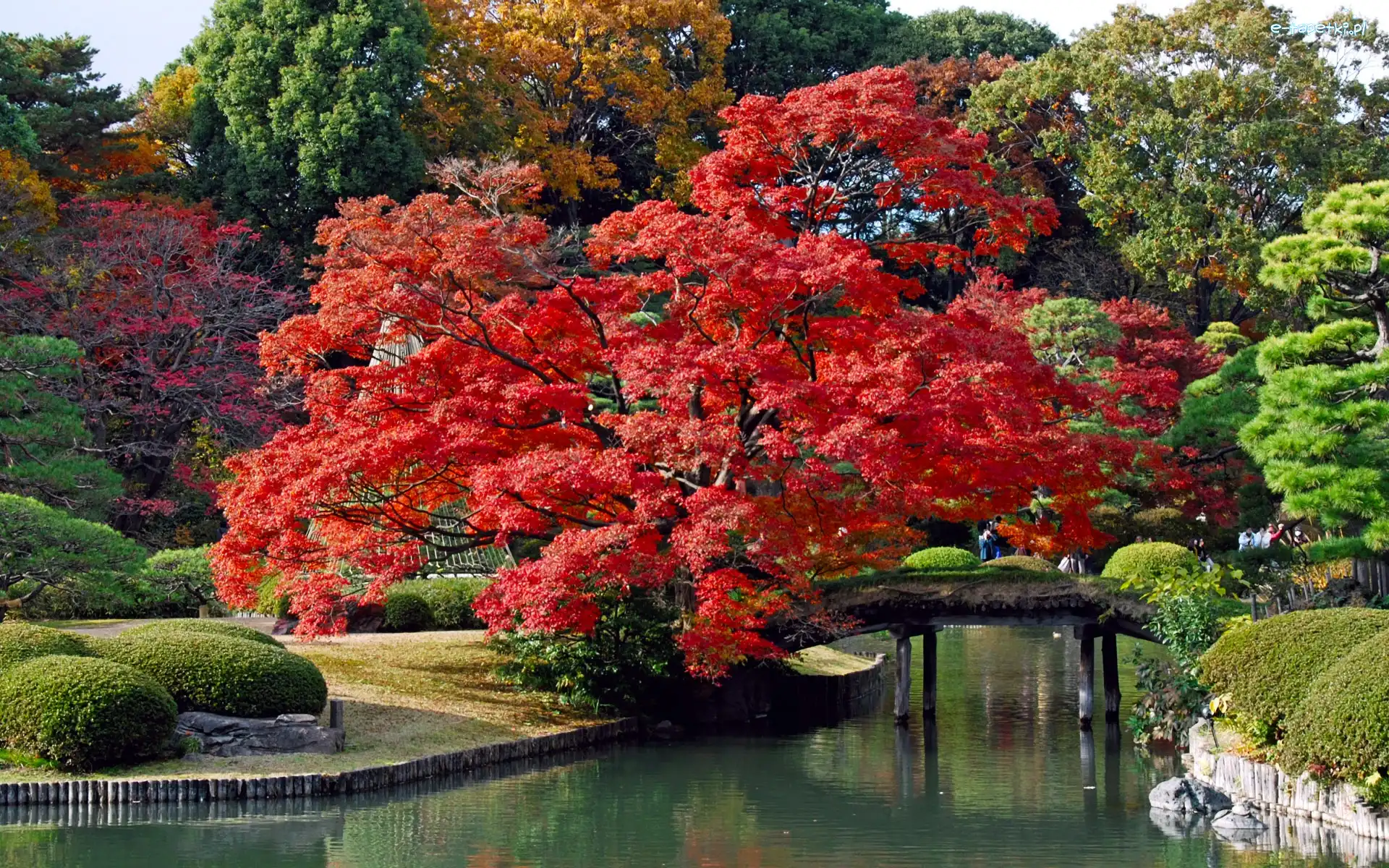 Most, Park, Rzeczka, Drzewa, Tokyo, Japonia